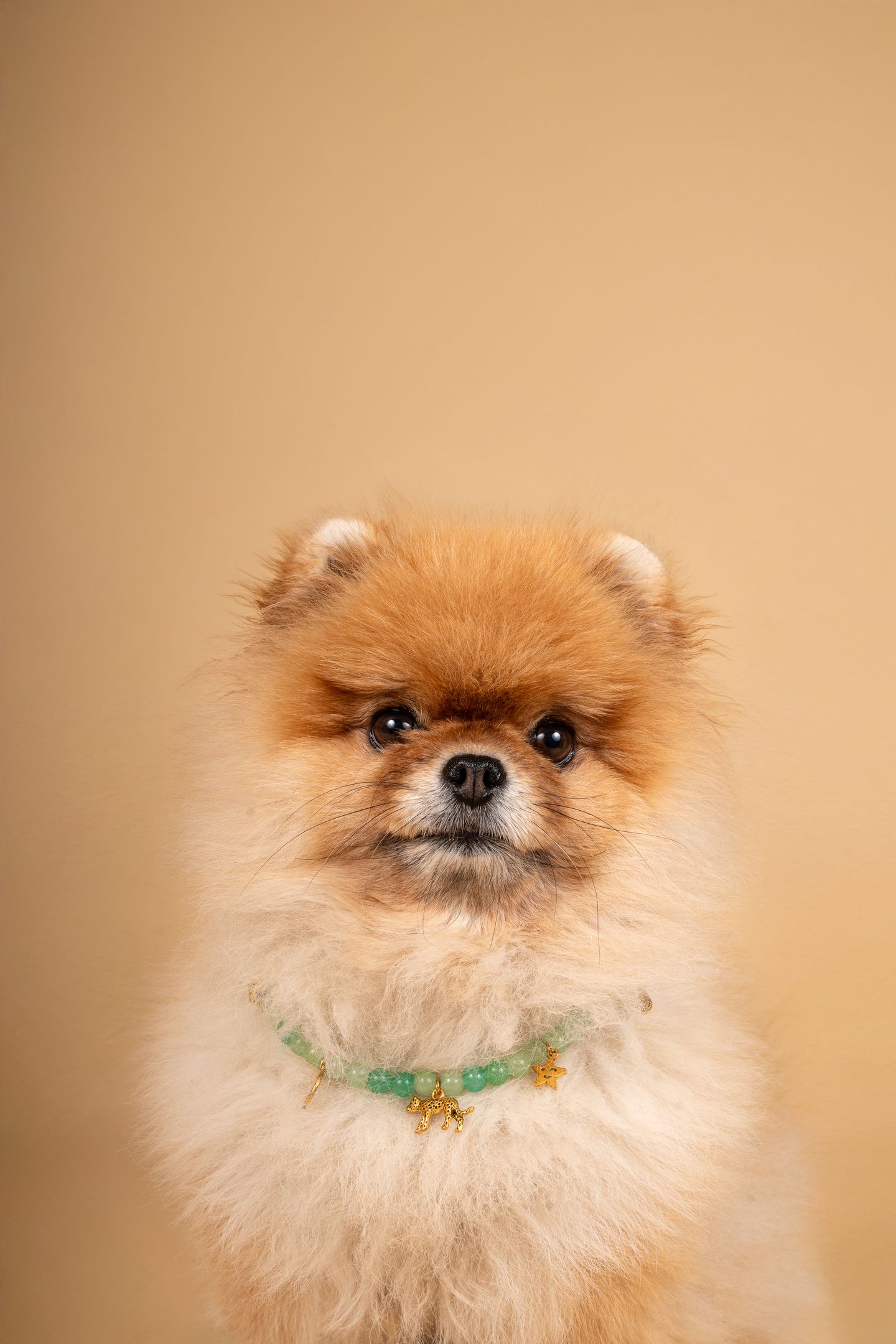 犬と猫のための真珠のネックレス 猫