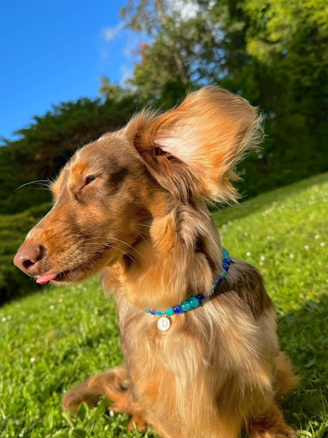 犬と猫用のペスカパール首輪