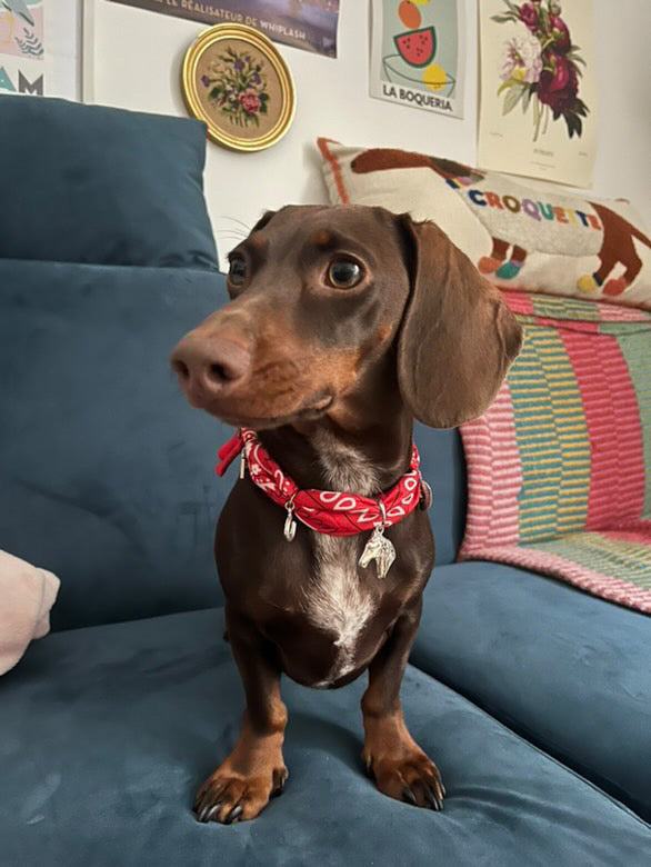 犬と猫用のイエローアリゾナバンダナカラー
