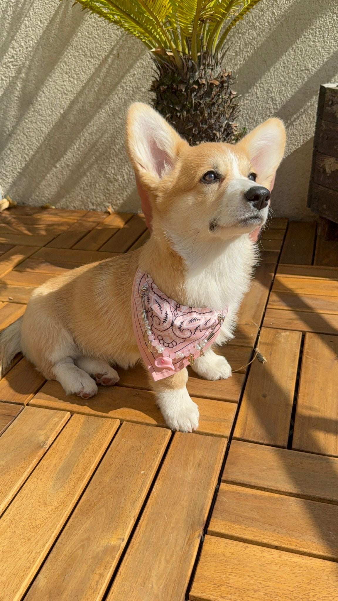 ロージージェーン ピンク バンダナカラー 犬猫用