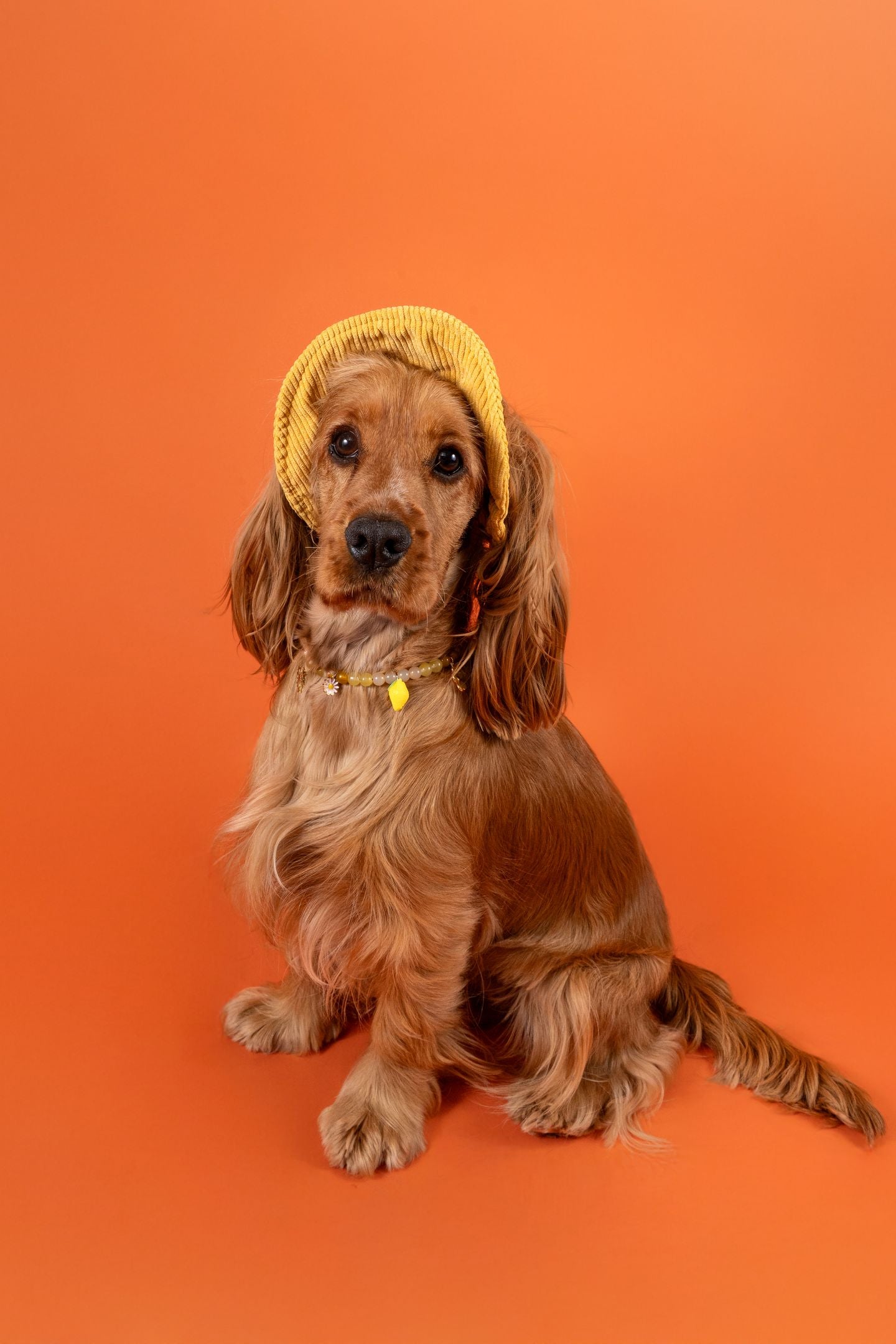 犬と猫用のリモンチェッロパール首輪