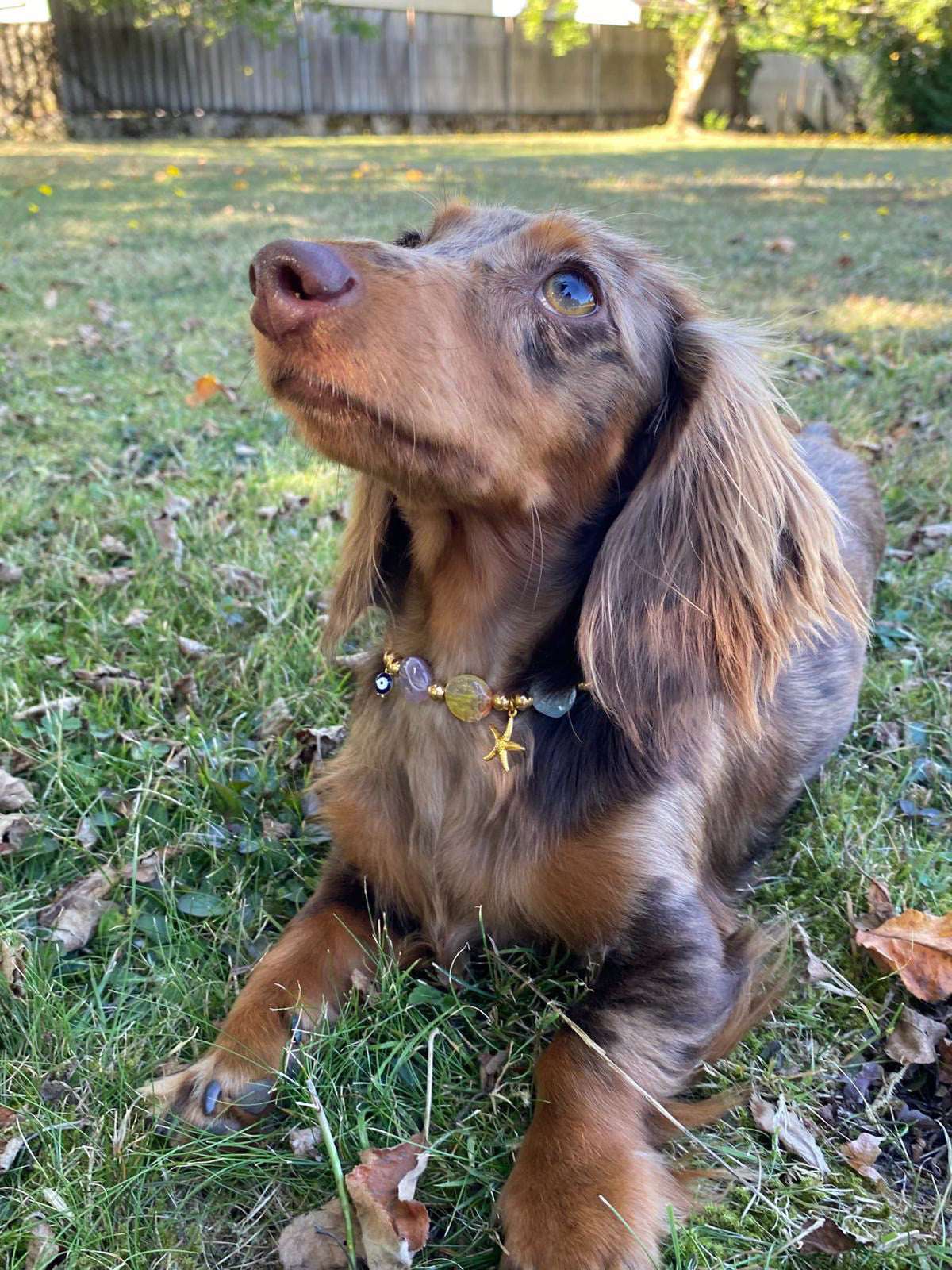 犬と猫用のカリプソパール首輪