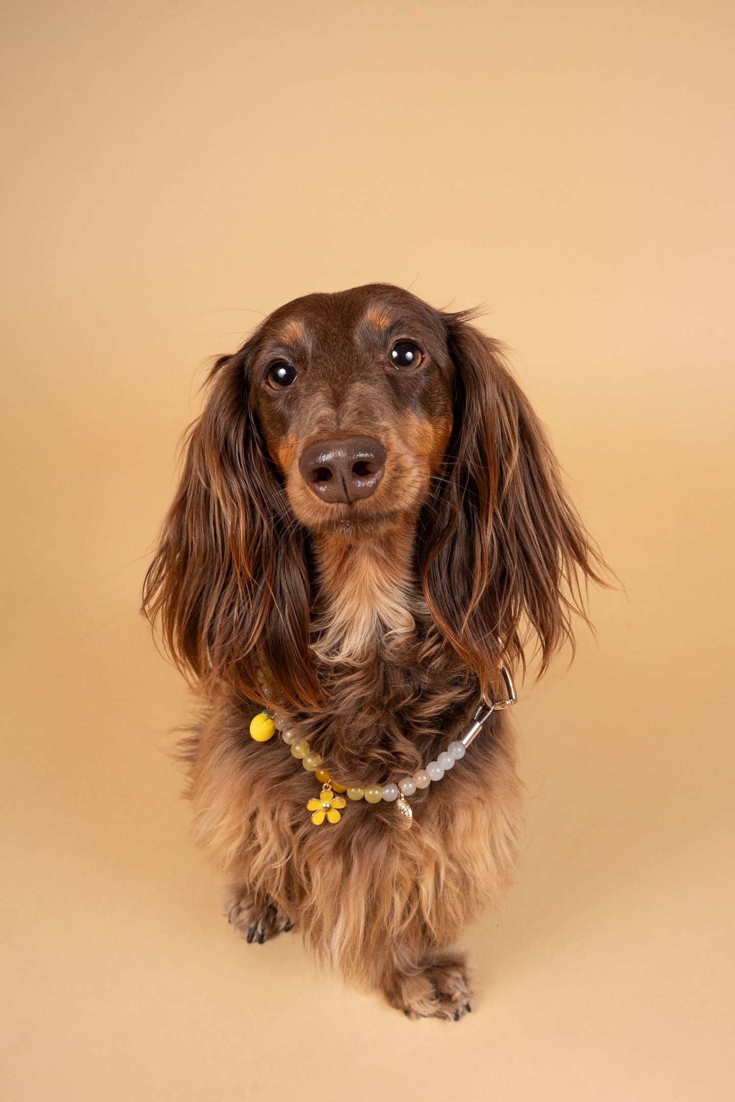 犬と猫用のリモンチェッロパール首輪