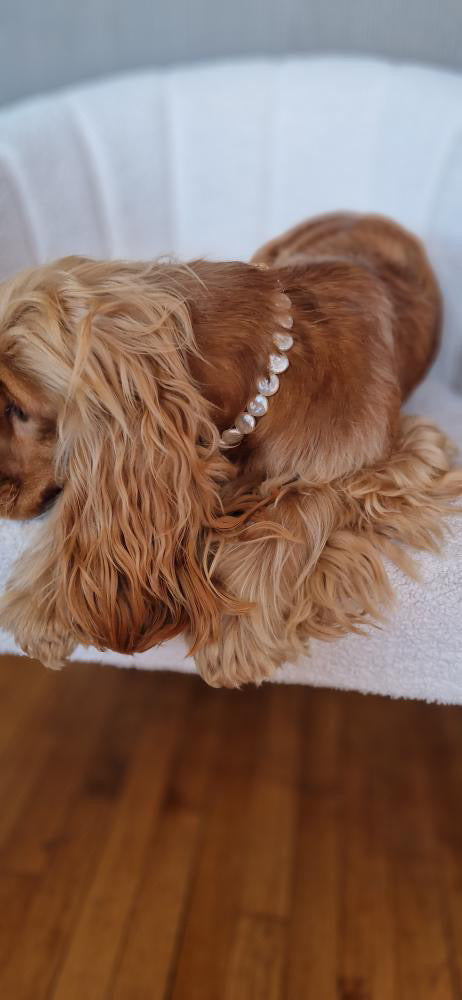 犬と猫用のIsla Pearl首輪