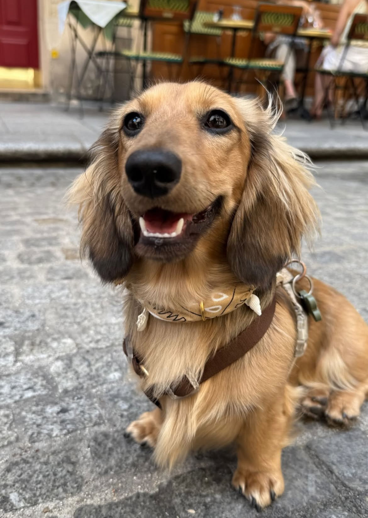 犬と猫用のイエローアリゾナバンダナカラー