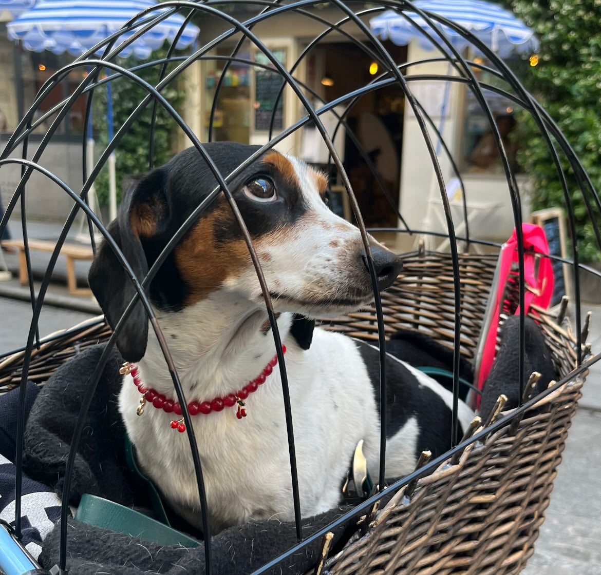 犬と猫用のチェリーチェリーパールカラー