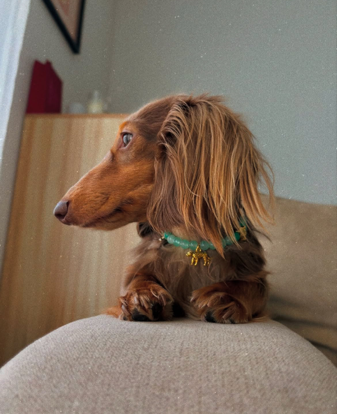 犬と猫のための真珠のネックレス 猫