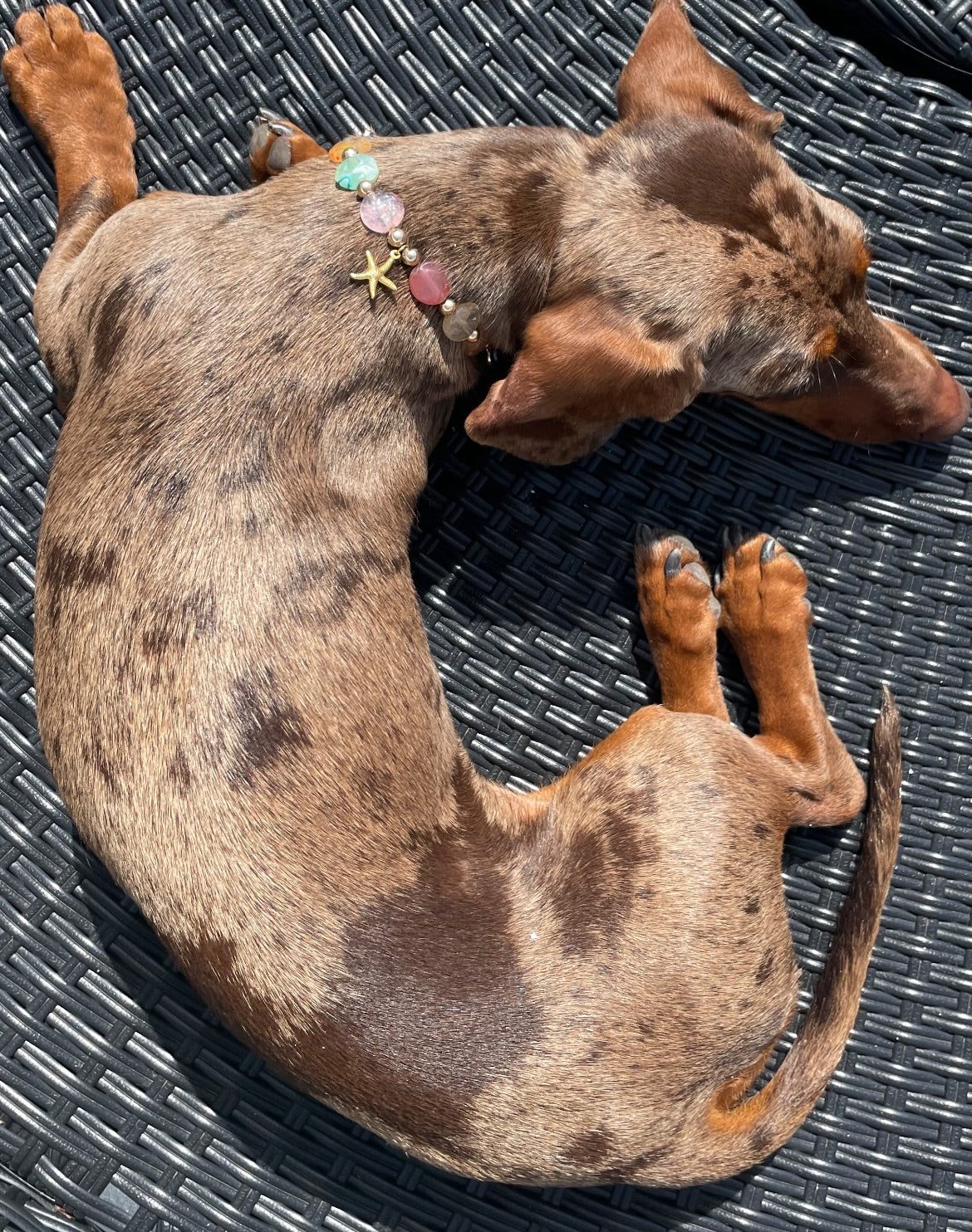犬と猫用のカリプソパール首輪