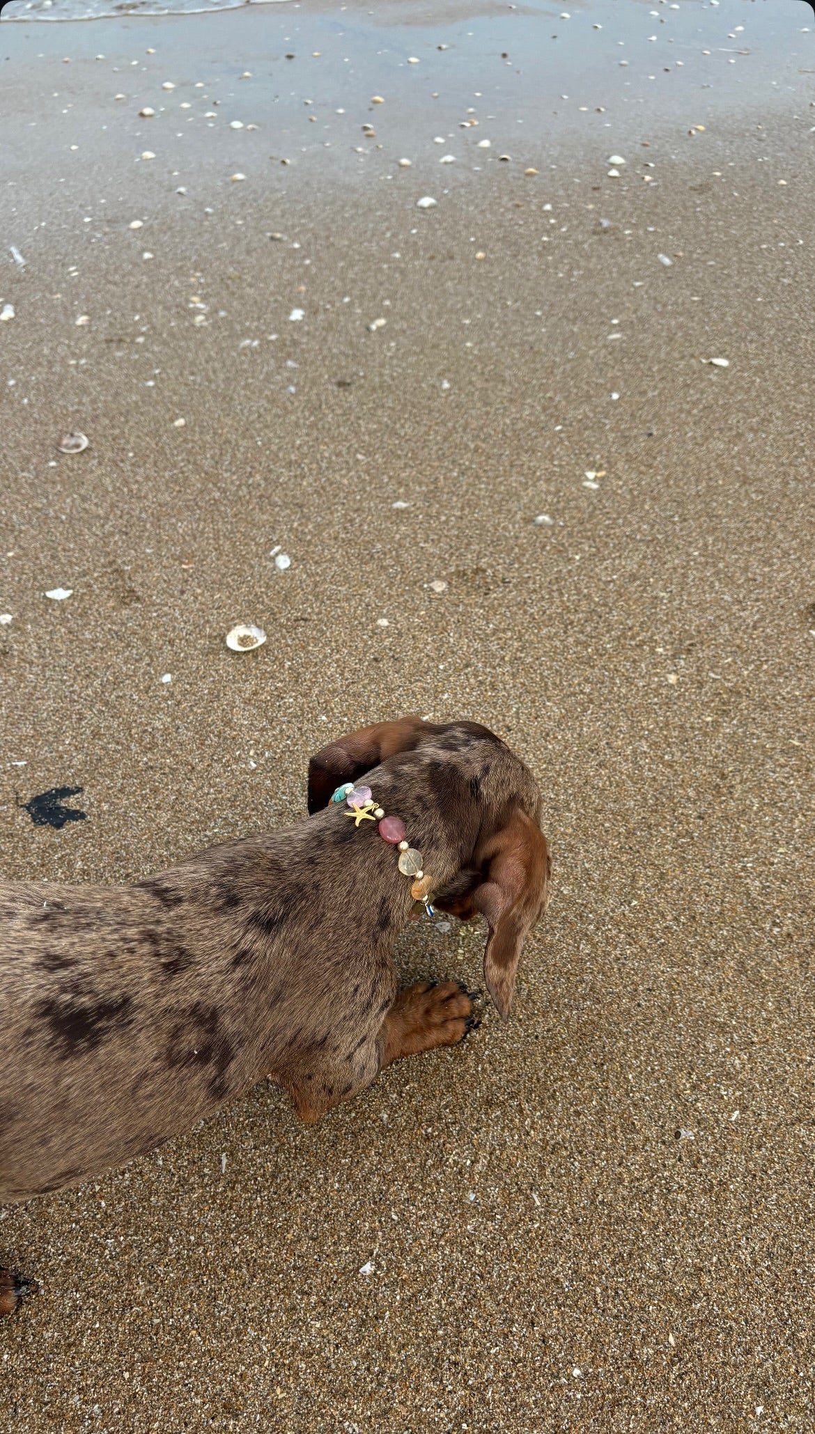 犬と猫用のカリプソパール首輪