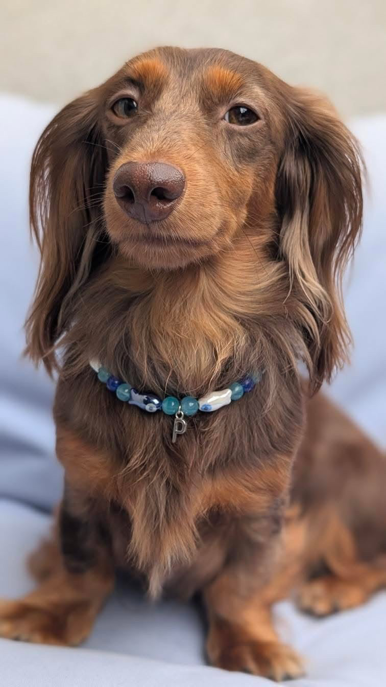 犬と猫用のペスカパール首輪