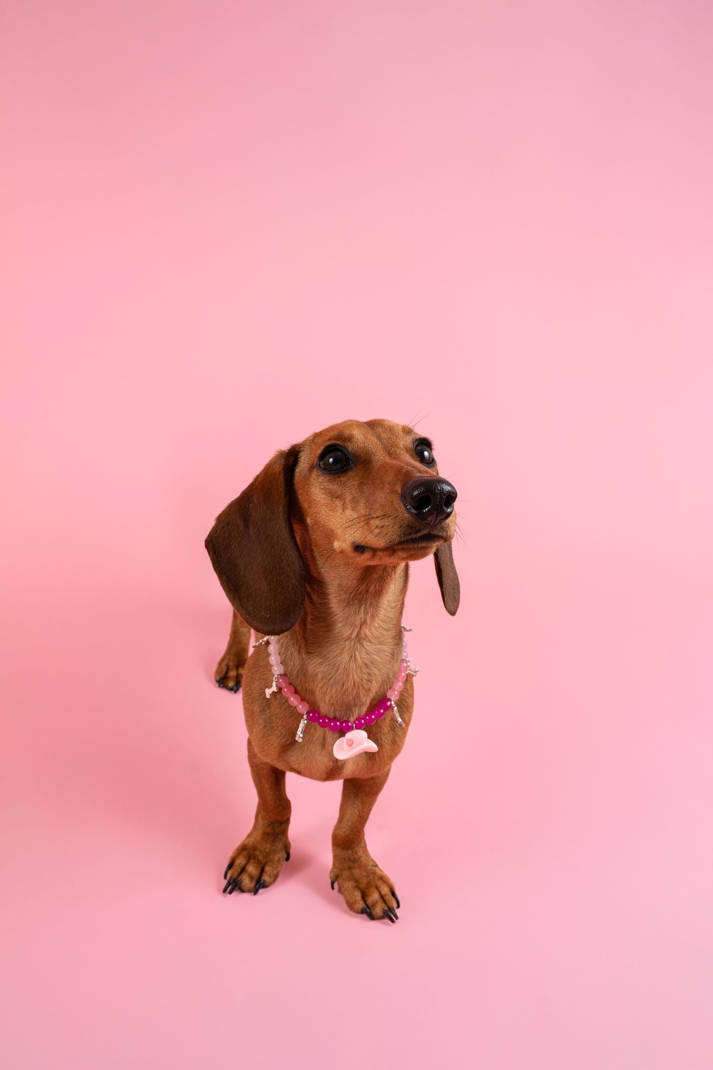 カウガールパール犬猫用首輪