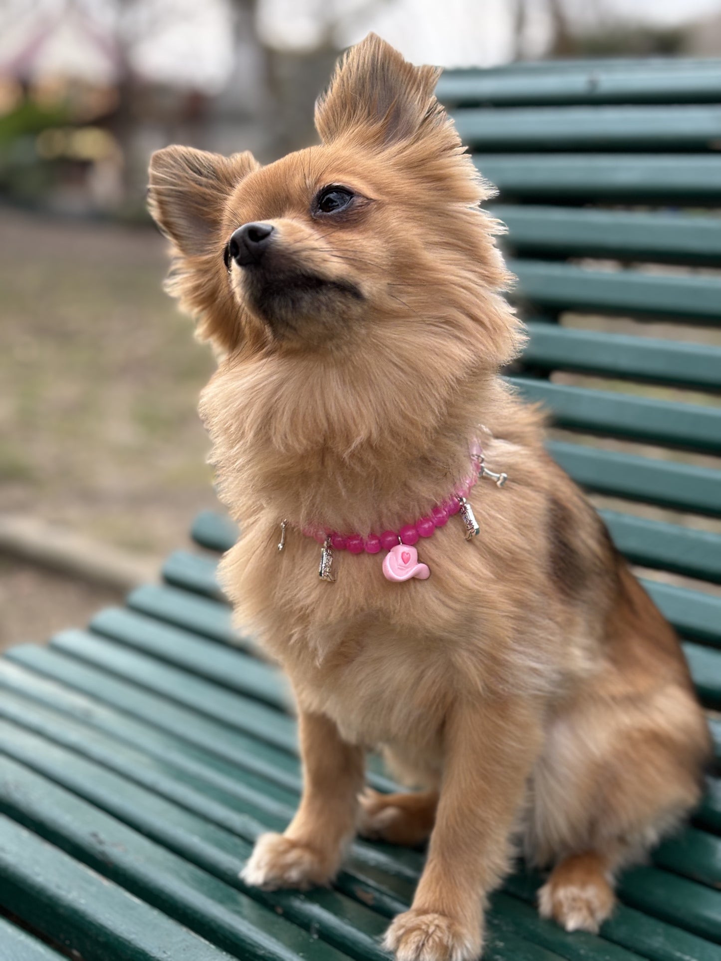 カウガールパール犬猫用首輪