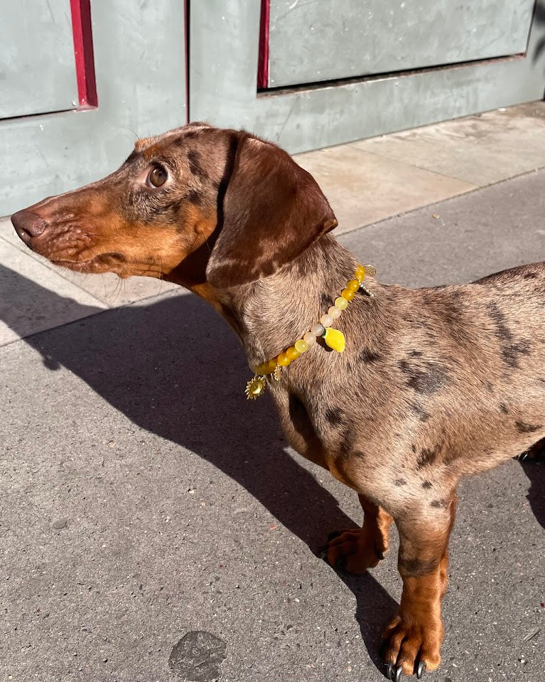 犬と猫用のリモンチェッロパール首輪