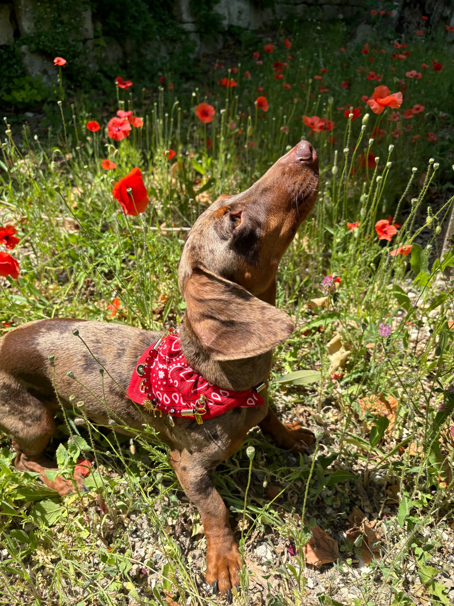 レッドムスタング 犬猫用バンダナカラー