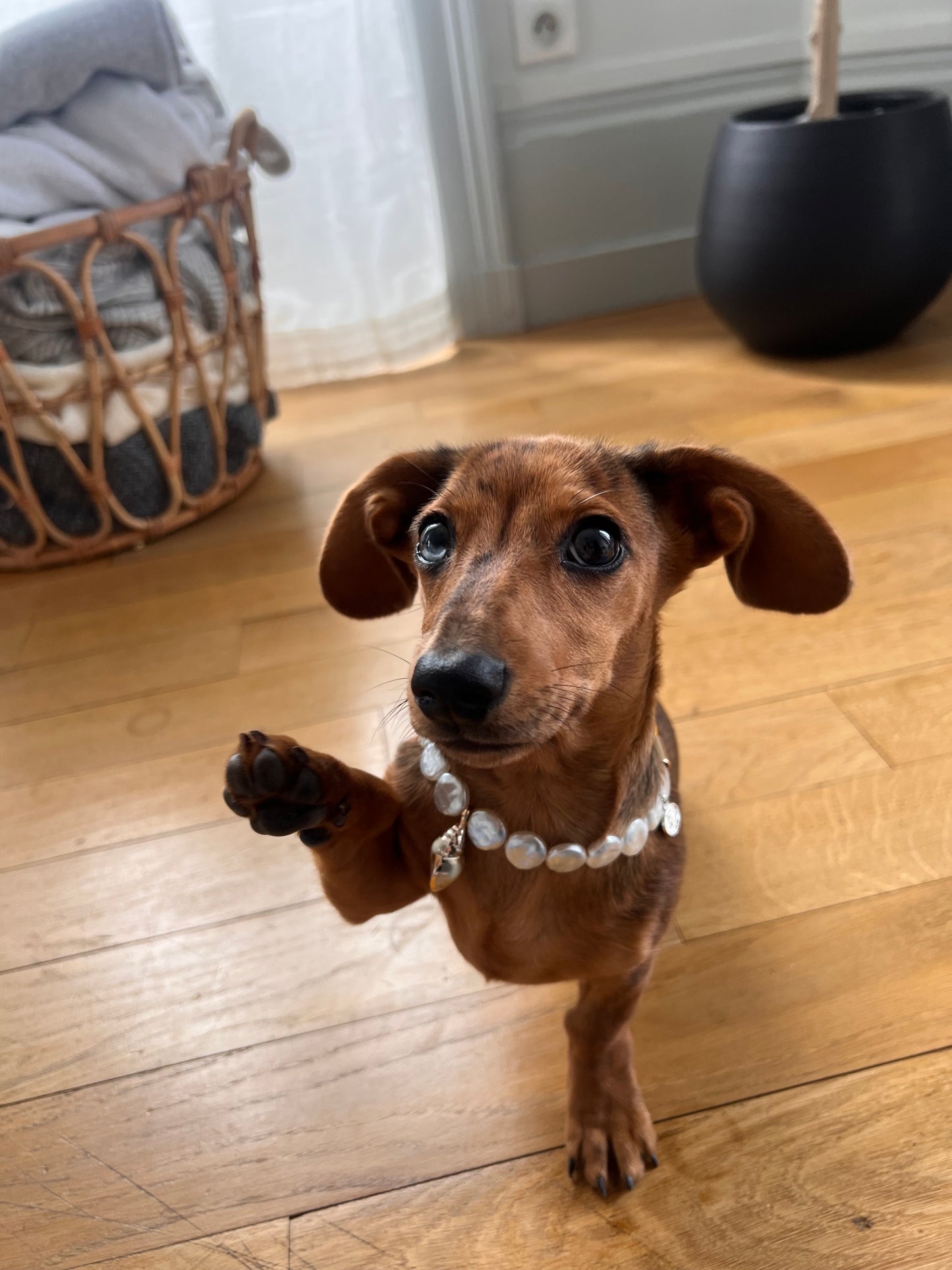 犬と猫用のIsla Pearl首輪
