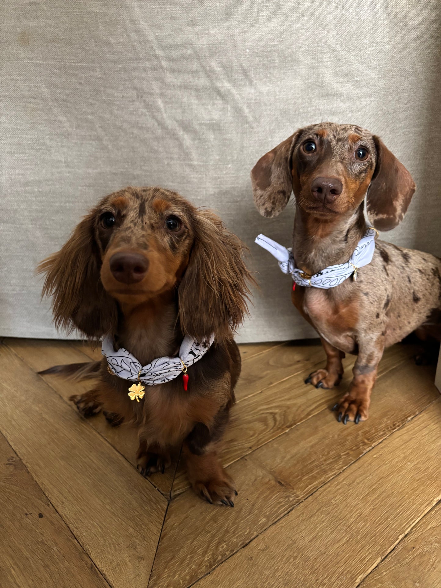 犬と猫用のイエローアリゾナバンダナカラー