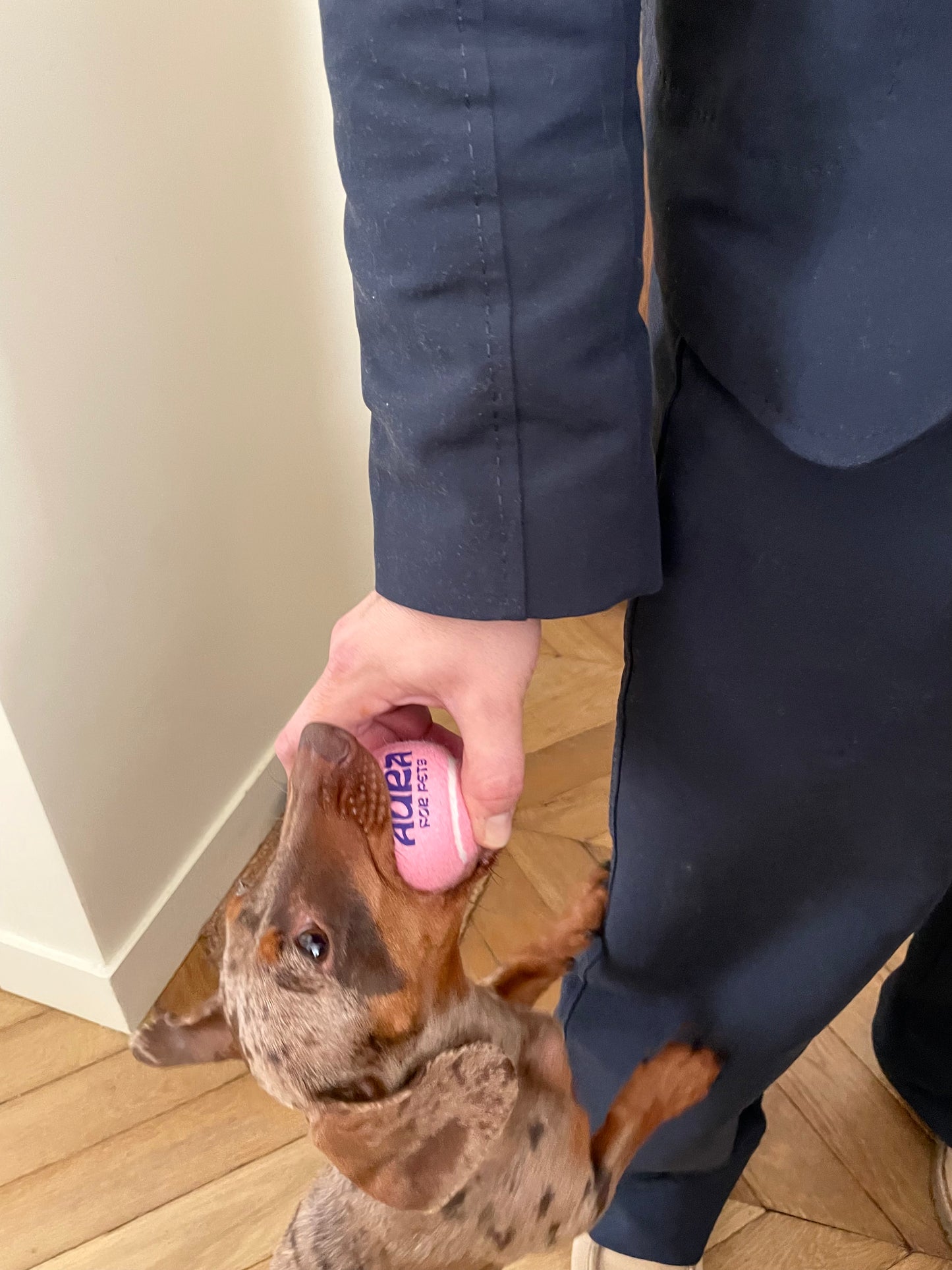 犬用ピンクのテニスボール