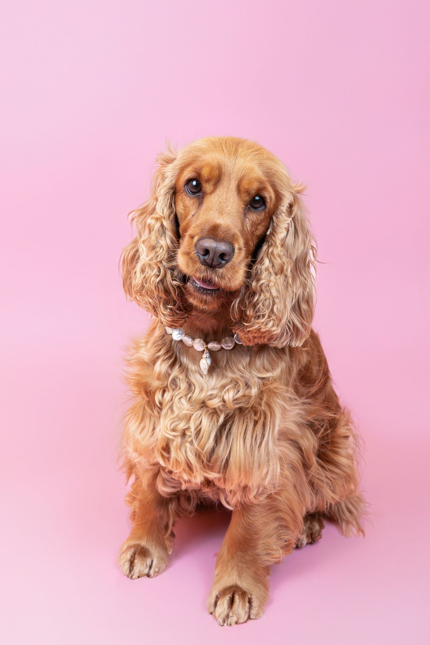 犬と猫用のIsla Pearl首輪