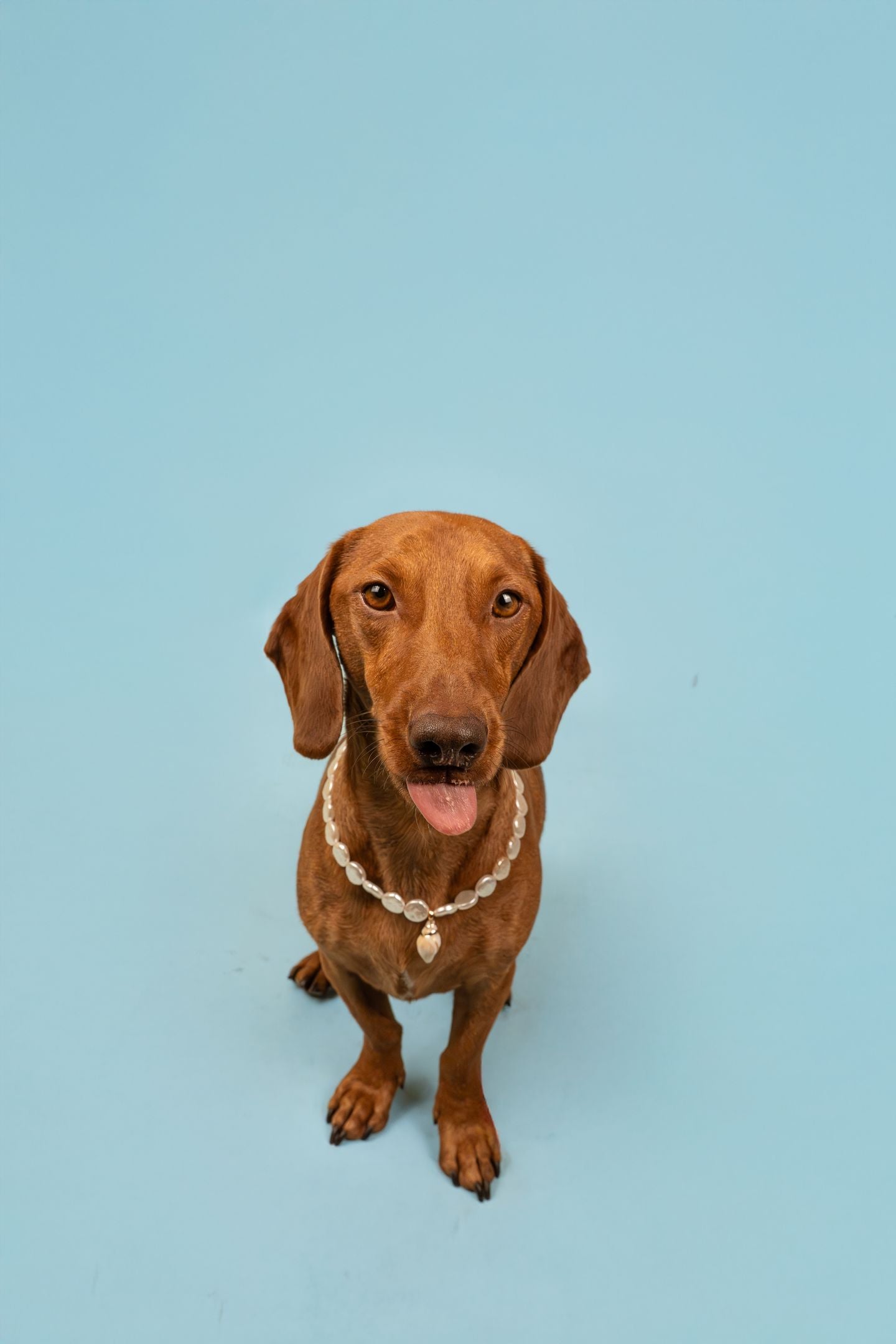 犬と猫用のIsla Pearl首輪