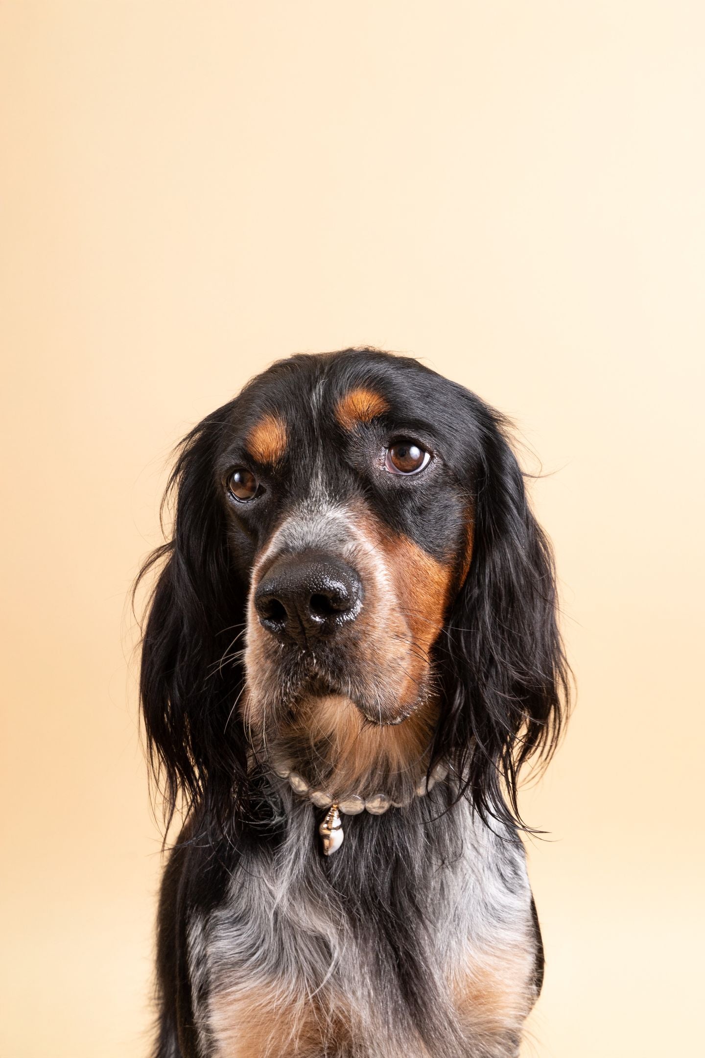 犬と猫用のIsla Pearl首輪
