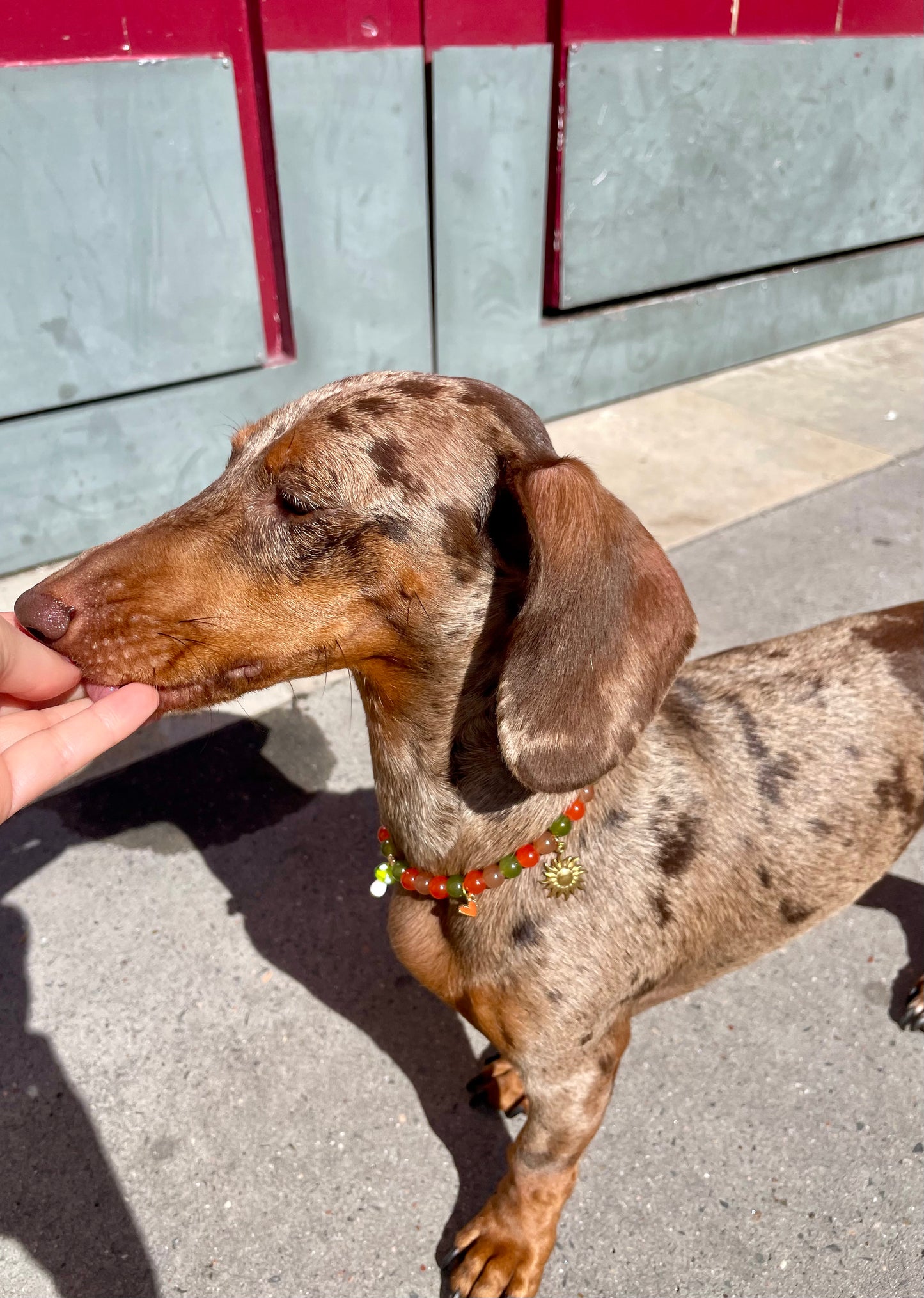 Collier en perles pour chien et chat Fall In Love