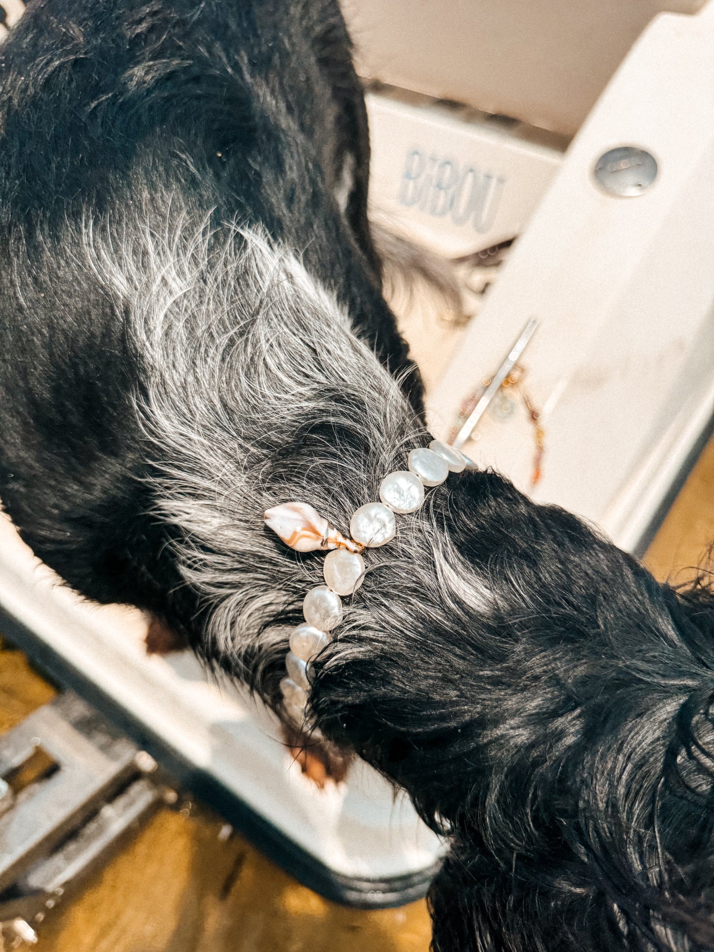 犬と猫用のIsla Pearl首輪