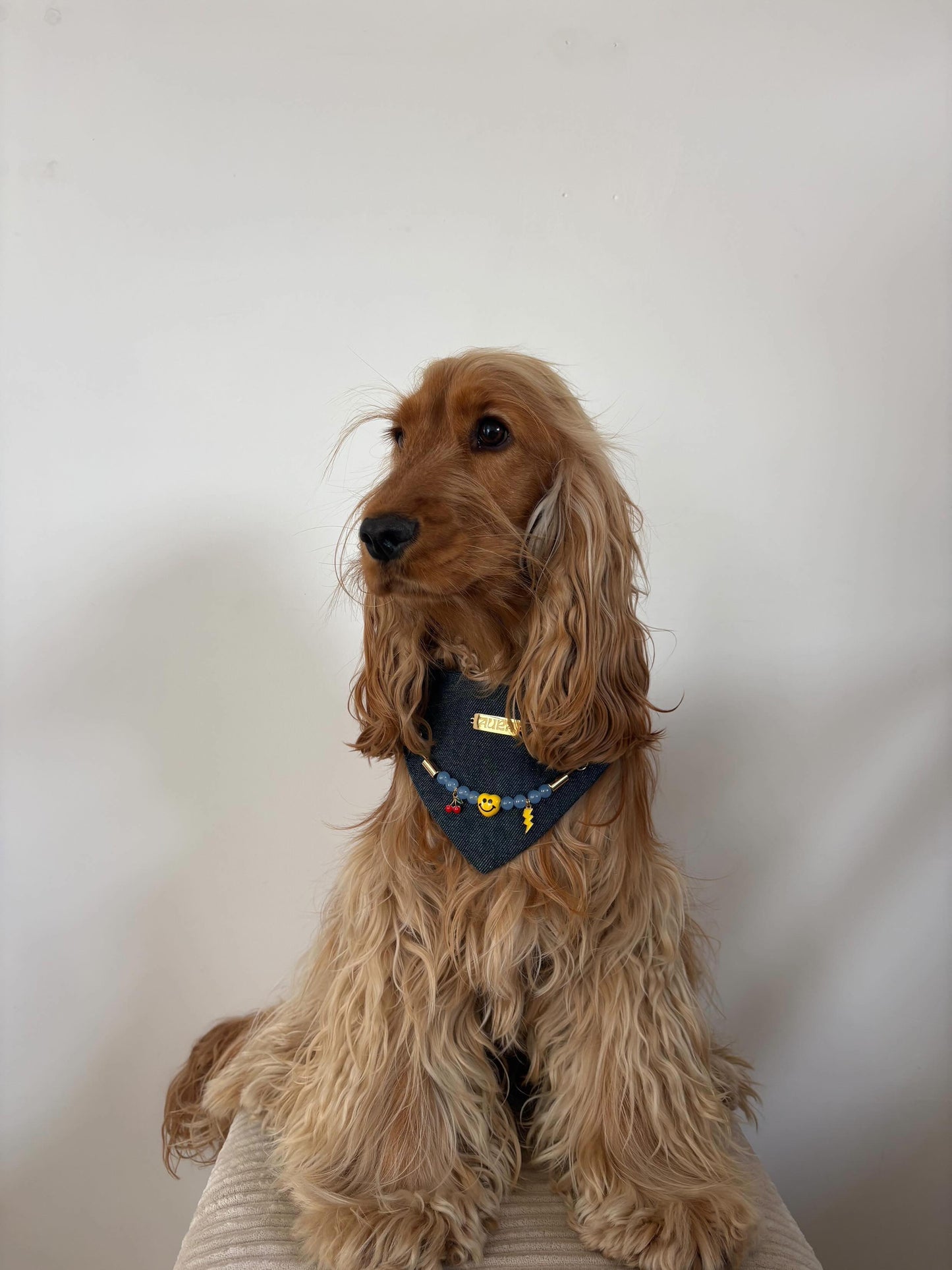 Bandana-Collier 100% denim Cool Kid pour chiens