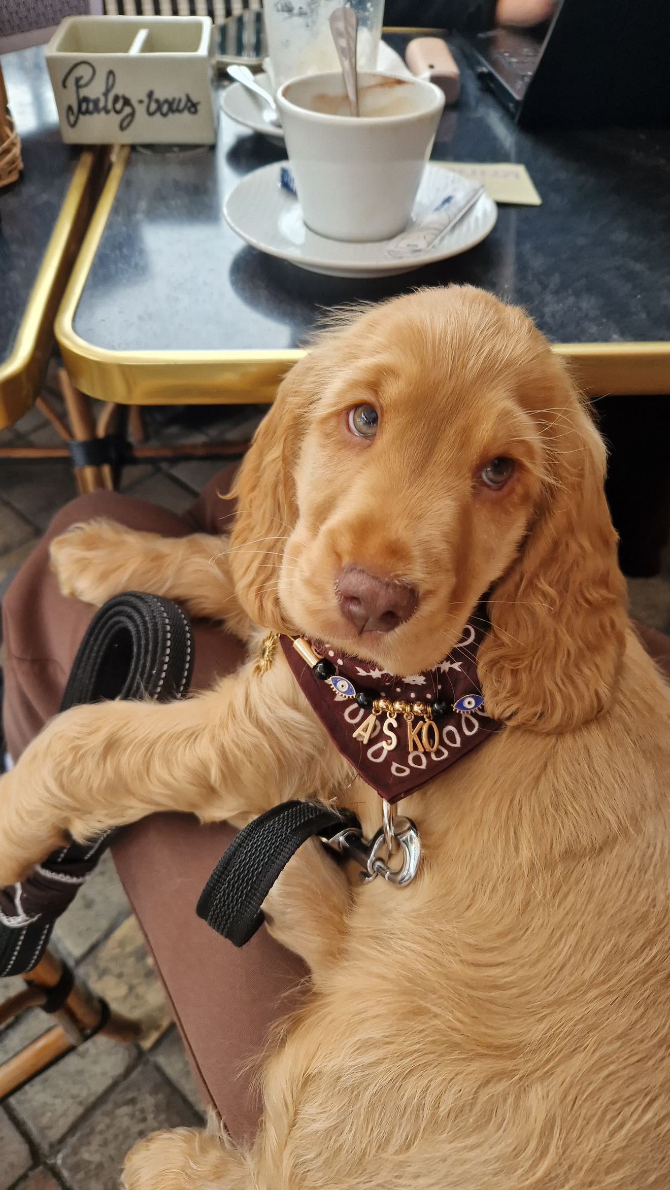 Collier Bandana 100% personnalisé