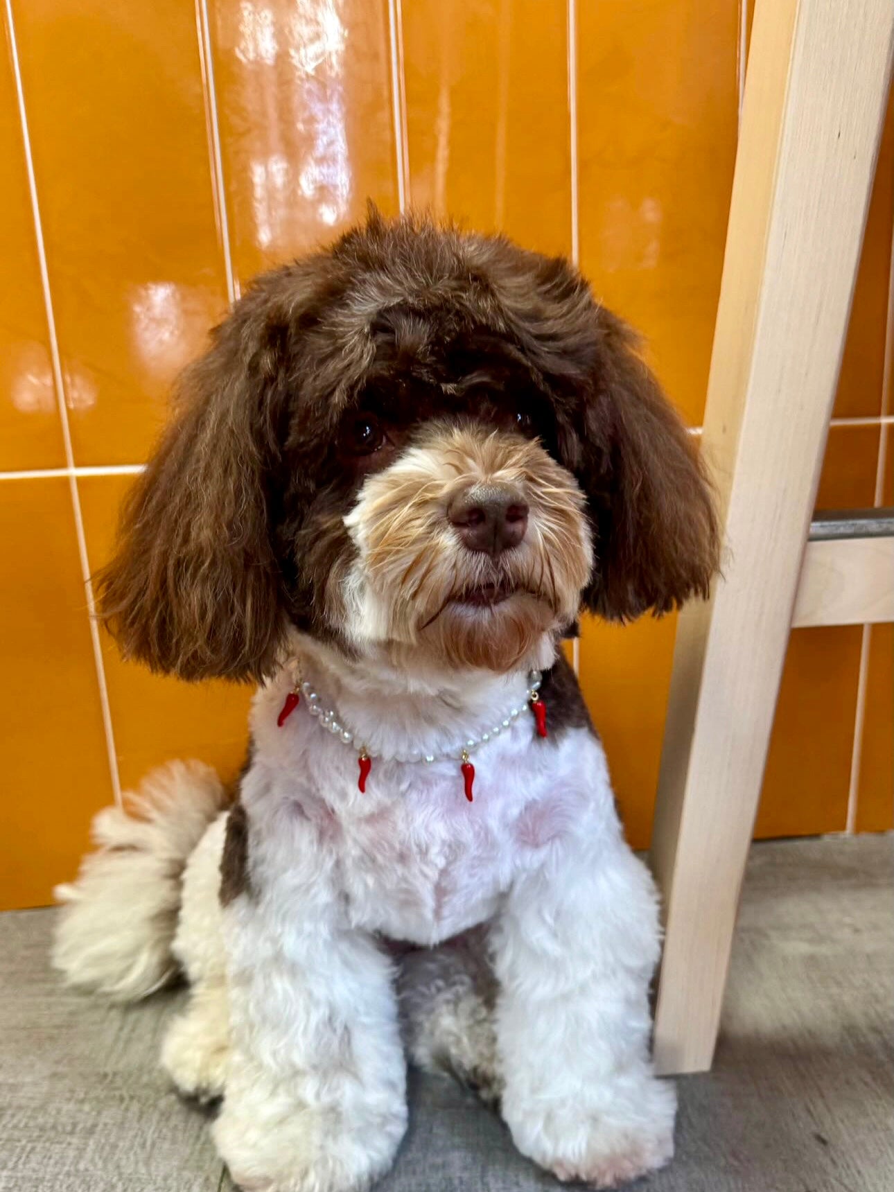 Collier en perles pour chien et chat Picante
