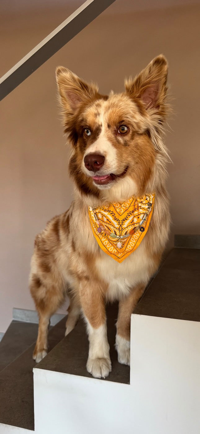 Bandana-Collier jaune Arizona pour chien et chat