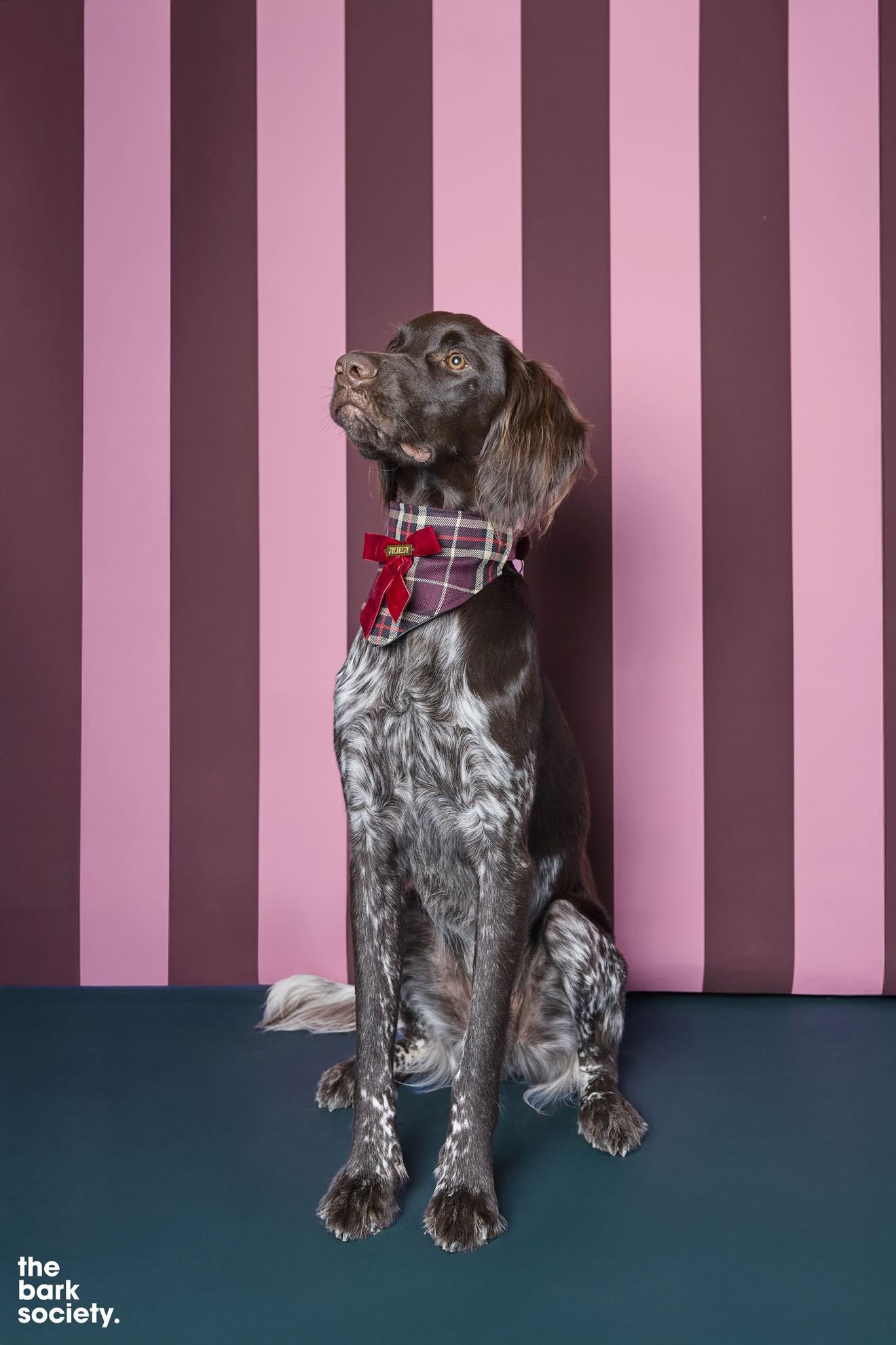 Bandana-Collier Tartan Noeud bordeaux