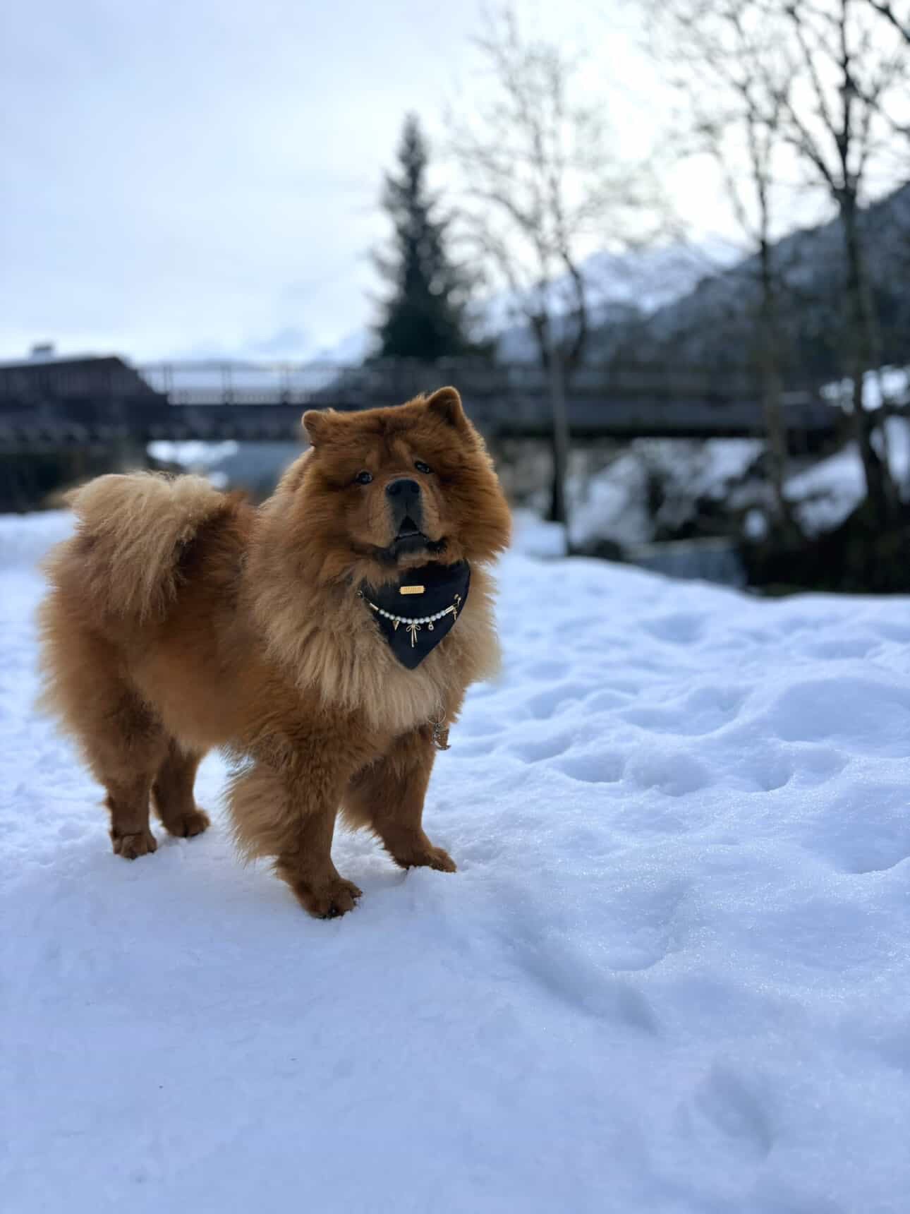 Precious Black Velvet Bandana-Necklace