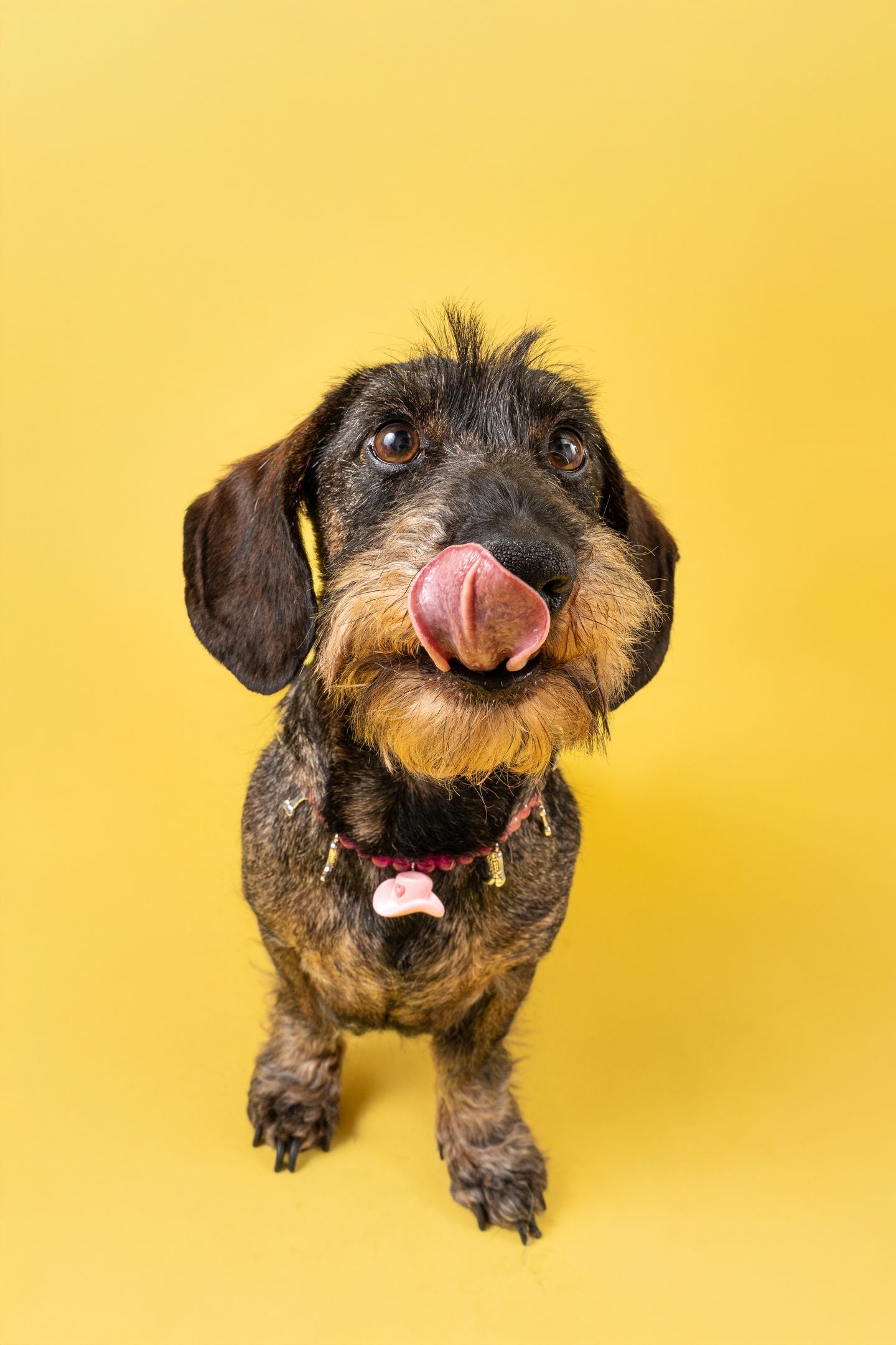 カウガールパール犬猫用首輪