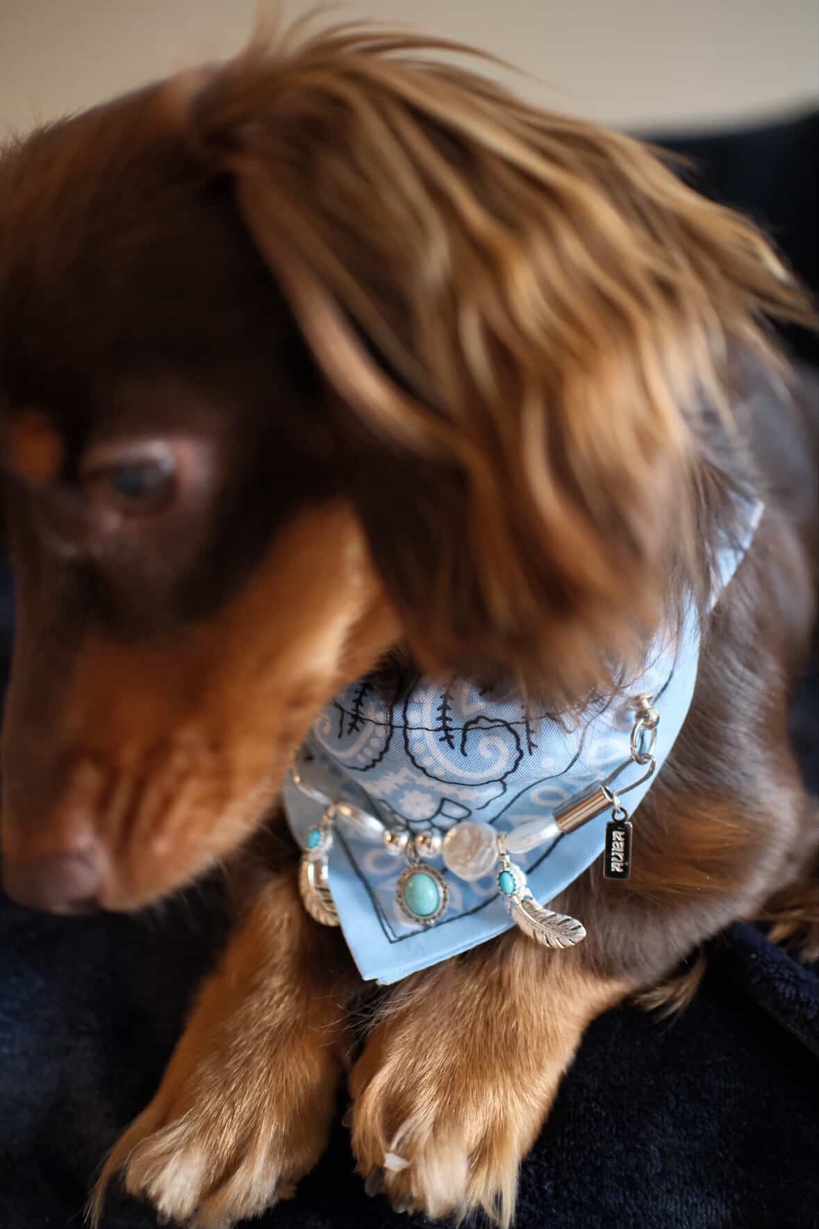 "Blue Cactus" blue bandana collar for Dogs and Cats