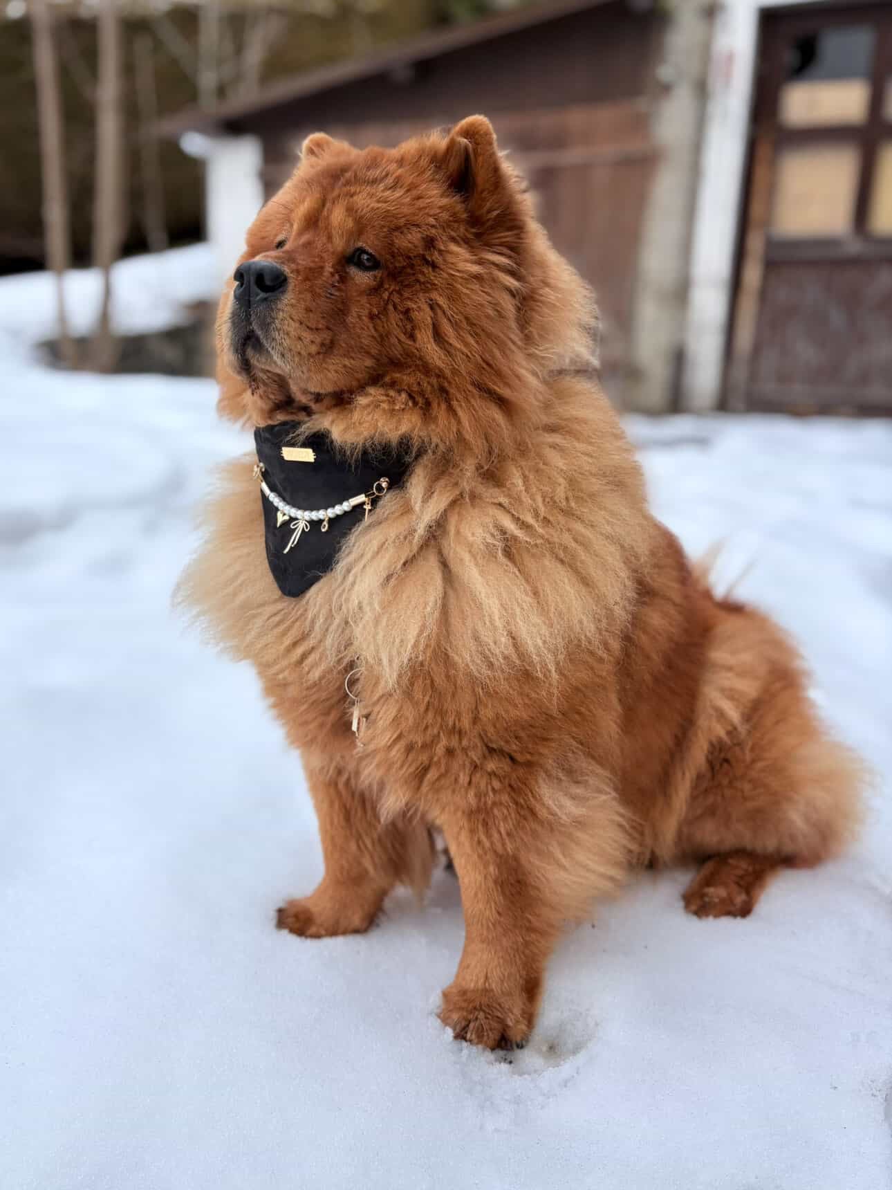 Precious Black Velvet Bandana-Necklace