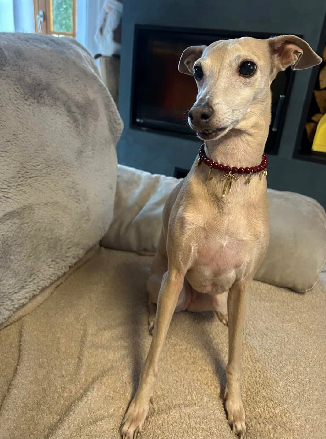 Celeste beaded dog collar