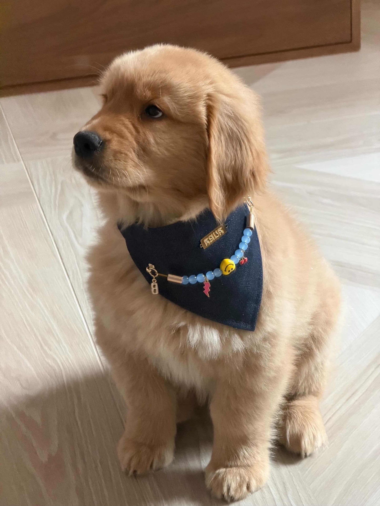 100% Denim Cool Kid Dog Bandana-Collar