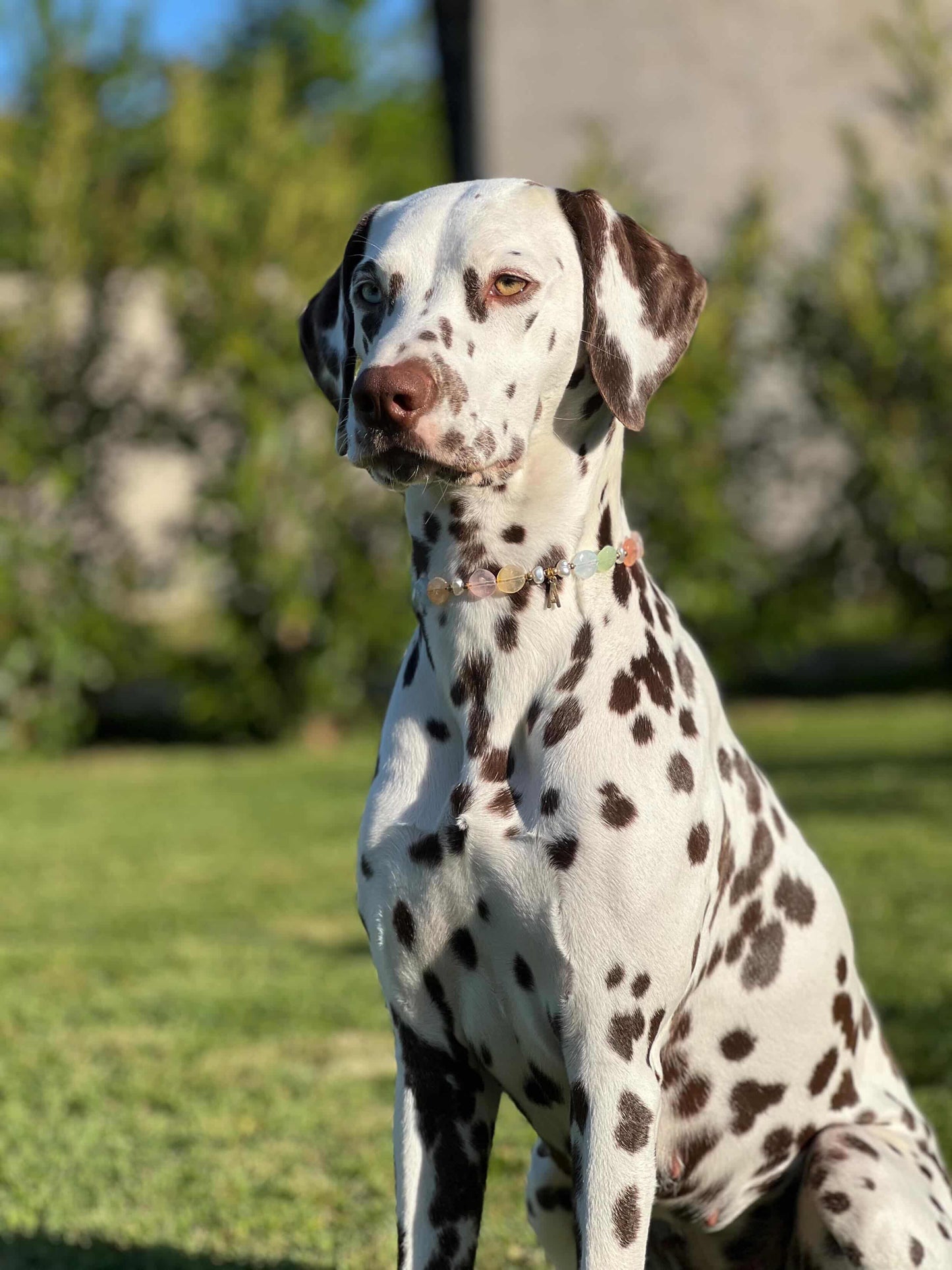 Calypso Pearl Collar for Dogs and Cats