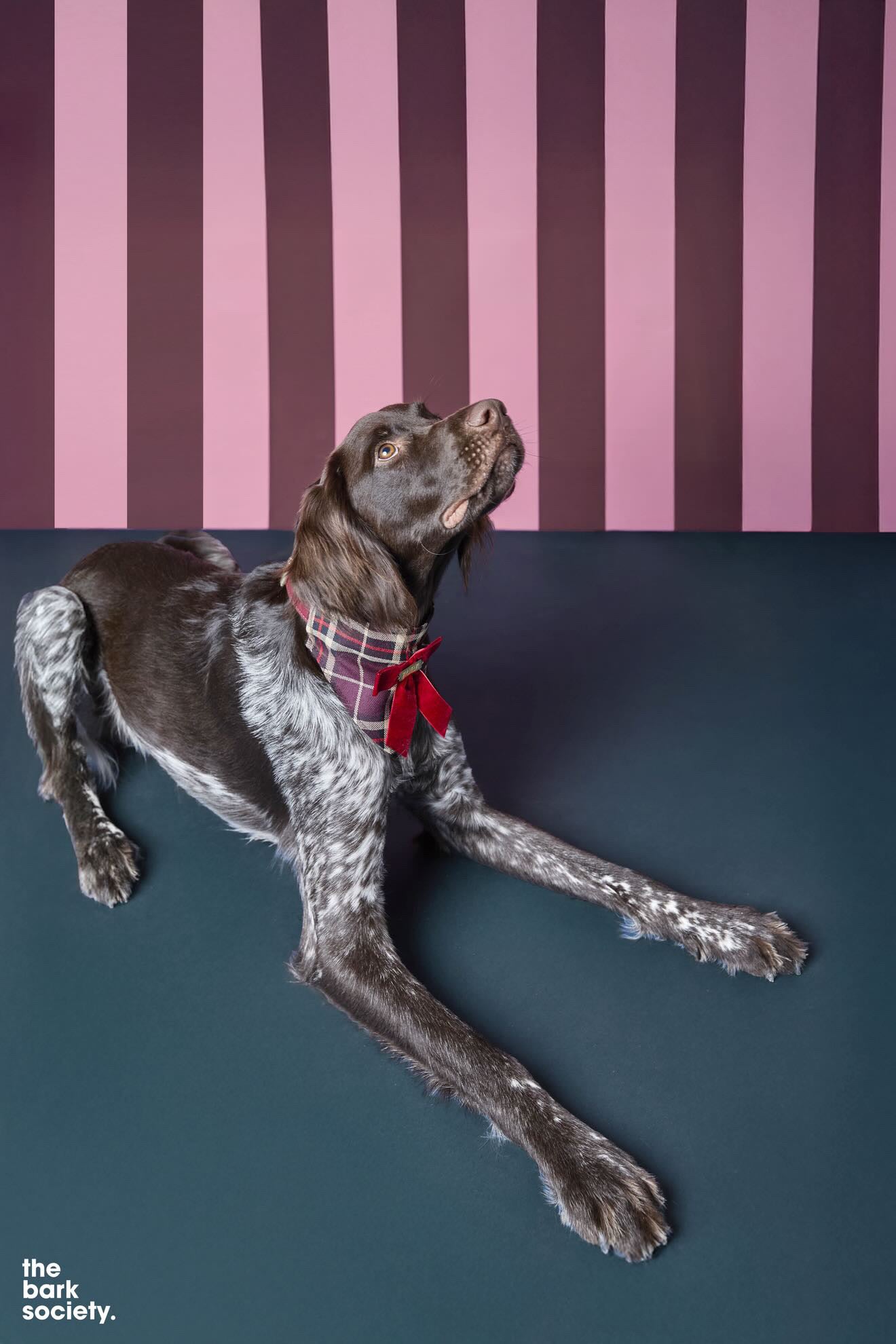 Bandana-Collier Tartan Noeud bordeaux