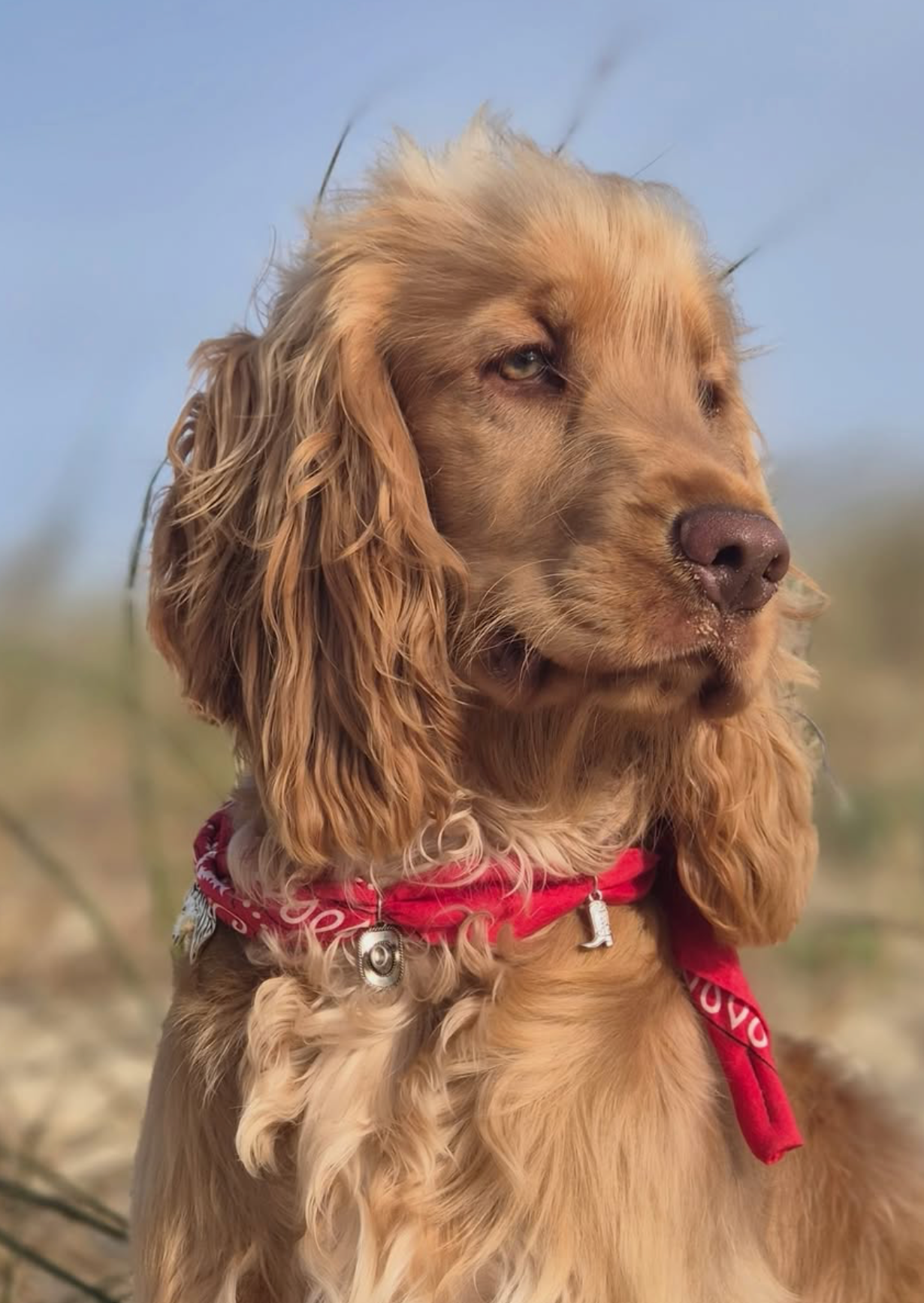 Woody Red Tie-on Bandana Collar for Dogs and Cats