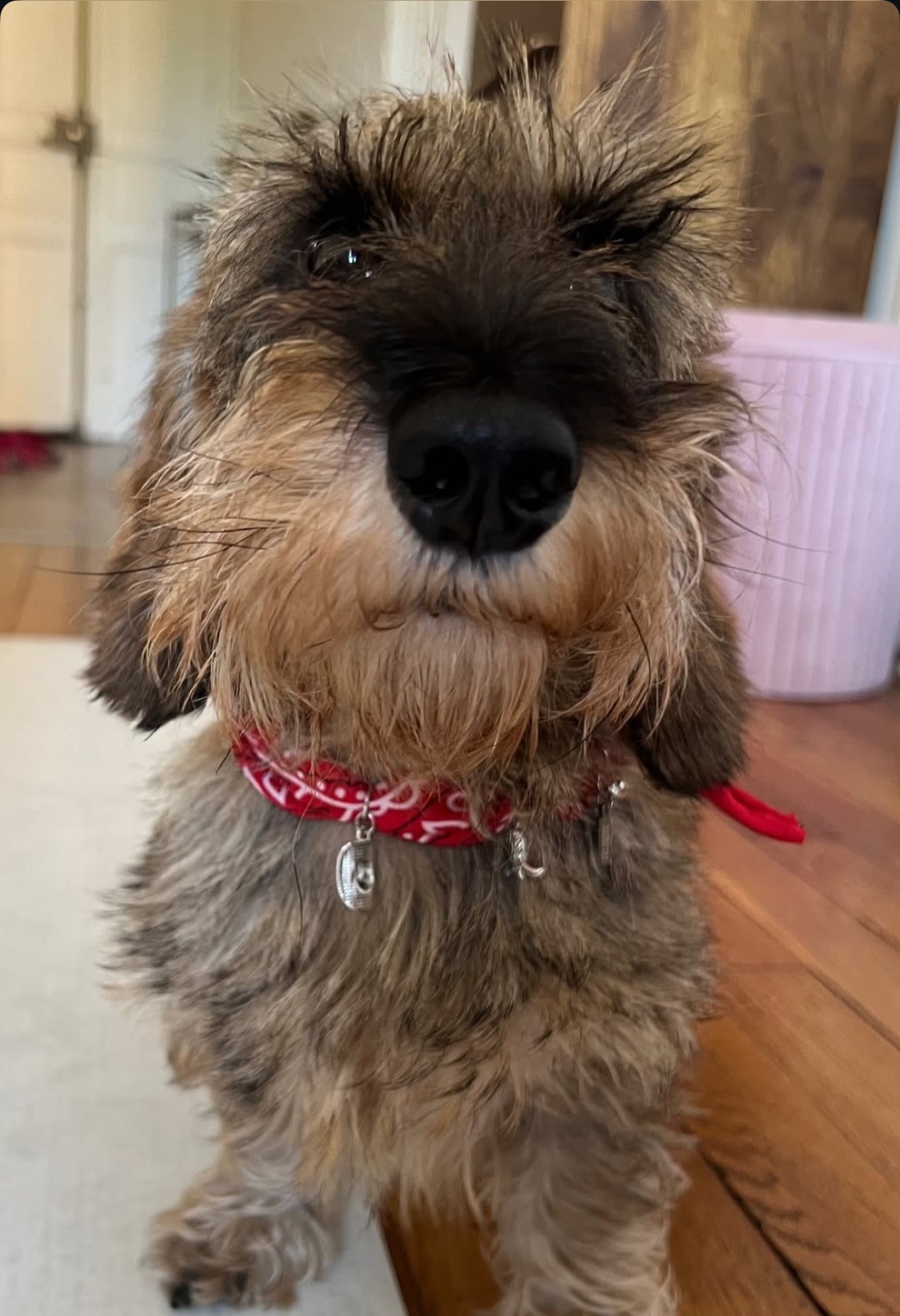 Bandana-Collier à nouer rouge Woody pour chien et chat