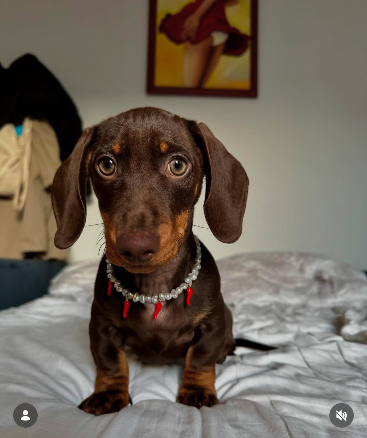 "Picante" Pearl Collar for Dogs and Cats