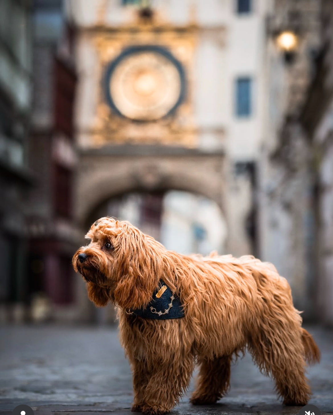 Bandana-Collier 100% denim Star Kid pour chiens
