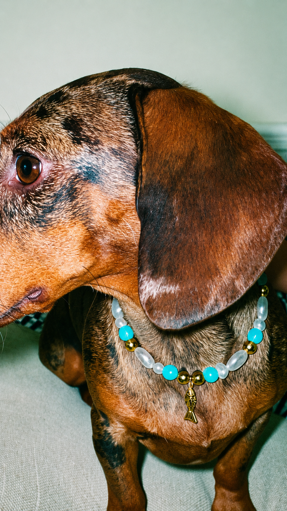 Collier en perles pour chien French Riviera