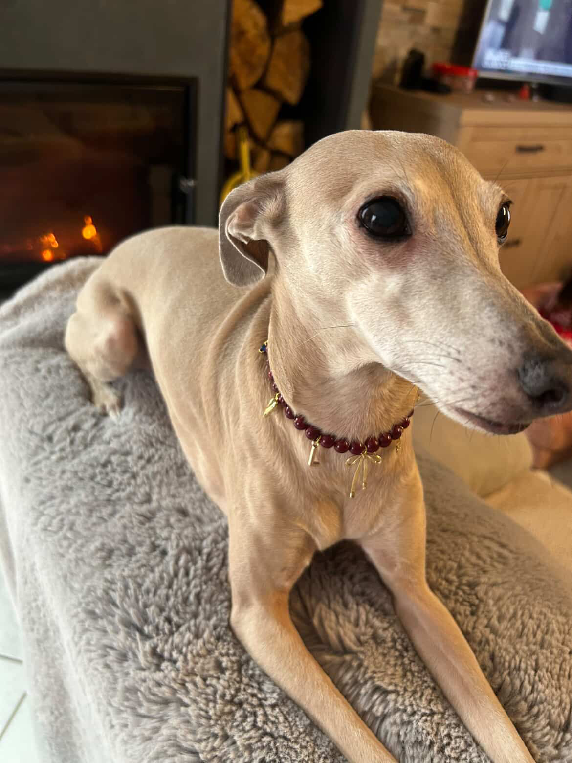 Celeste beaded dog collar