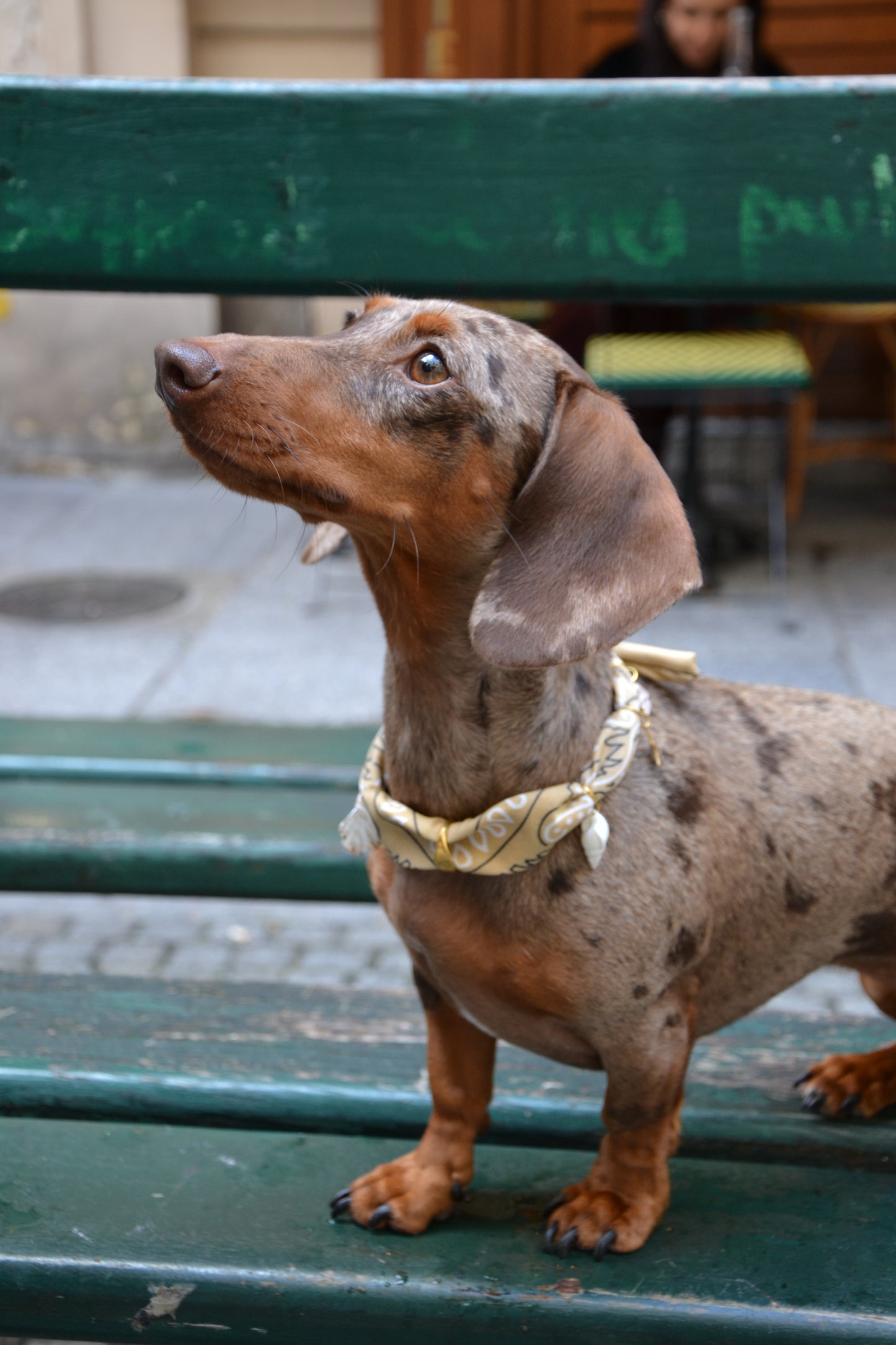 Bandana-Collier à nouer beige Dune pour chien et chat