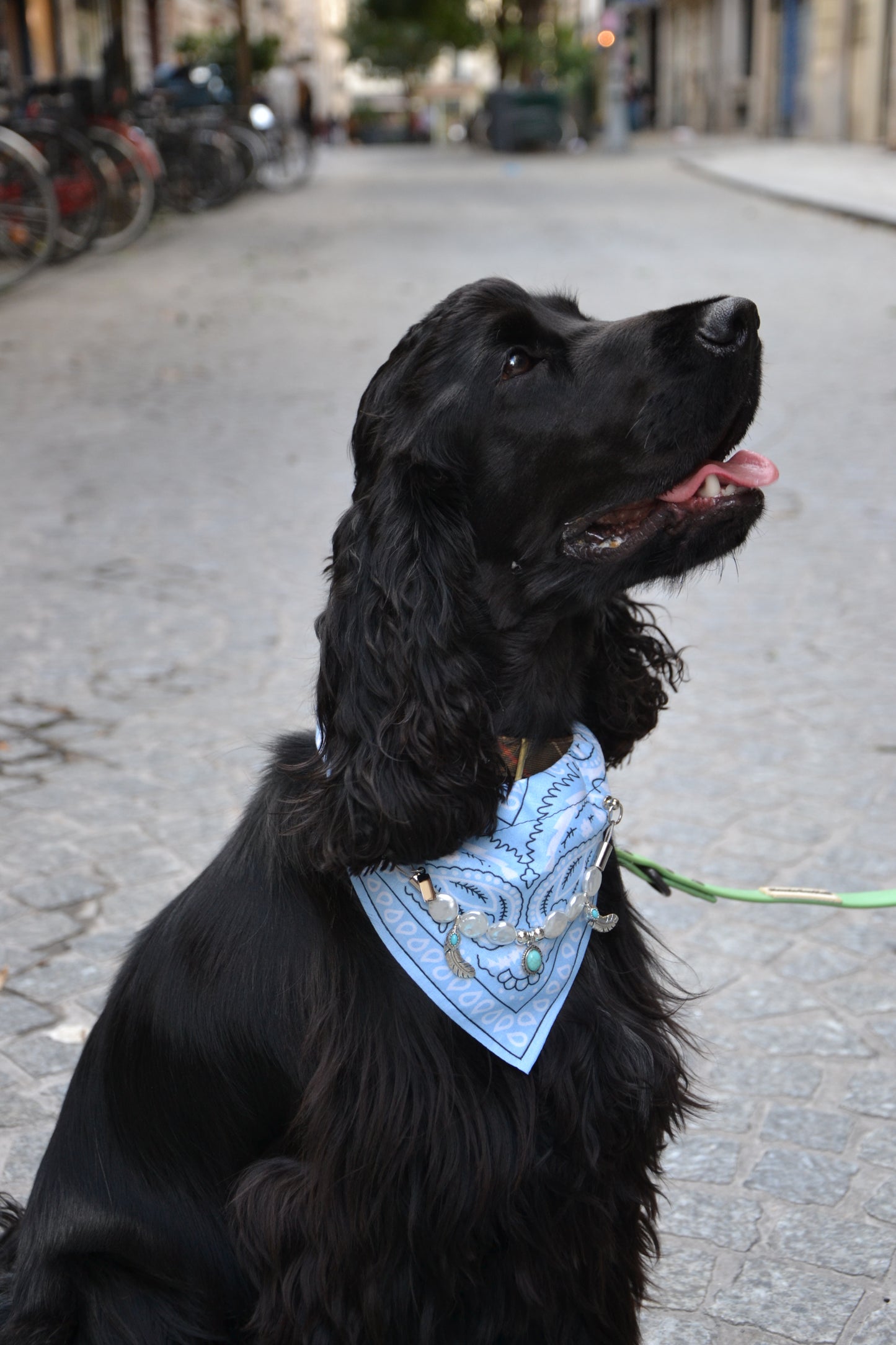 Bandana-Collier bleu Blue Cactus pour chien et chat