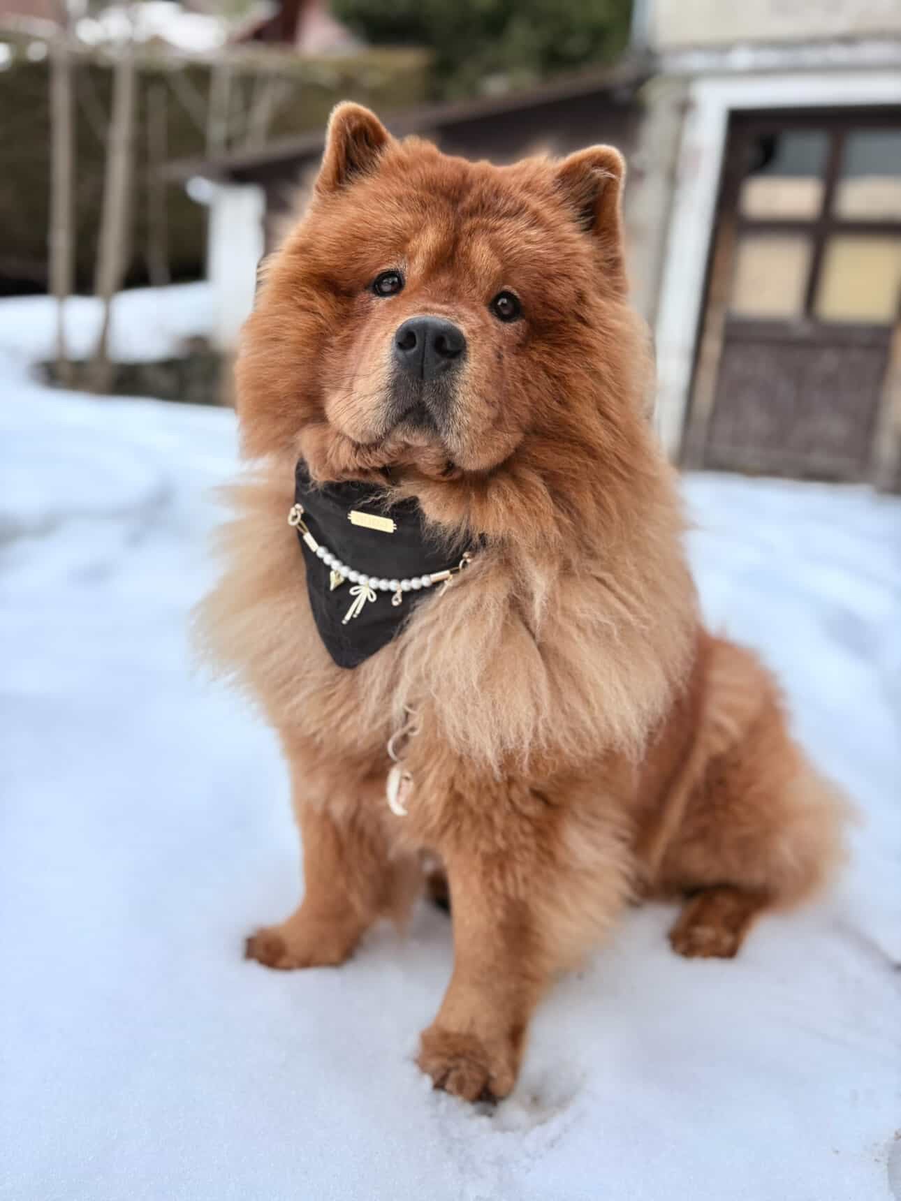 Precious Black Velvet Bandana-Necklace