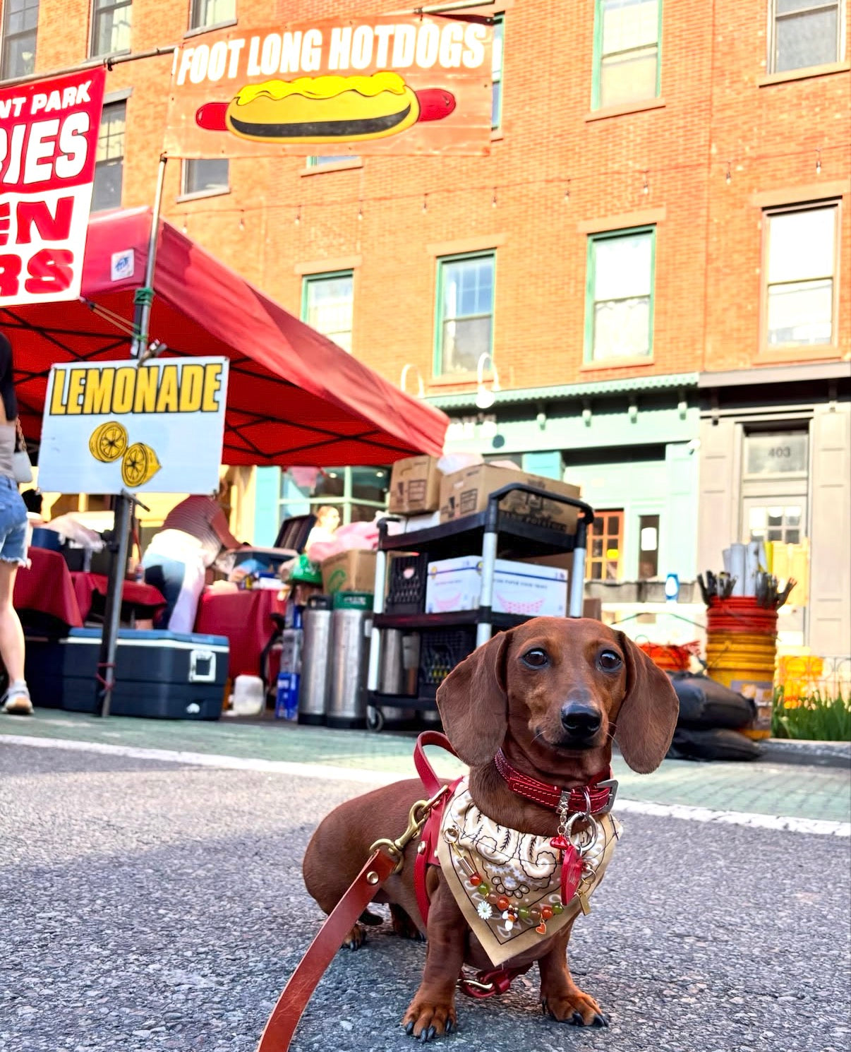 犬と猫用のイエローアリゾナバンダナカラー