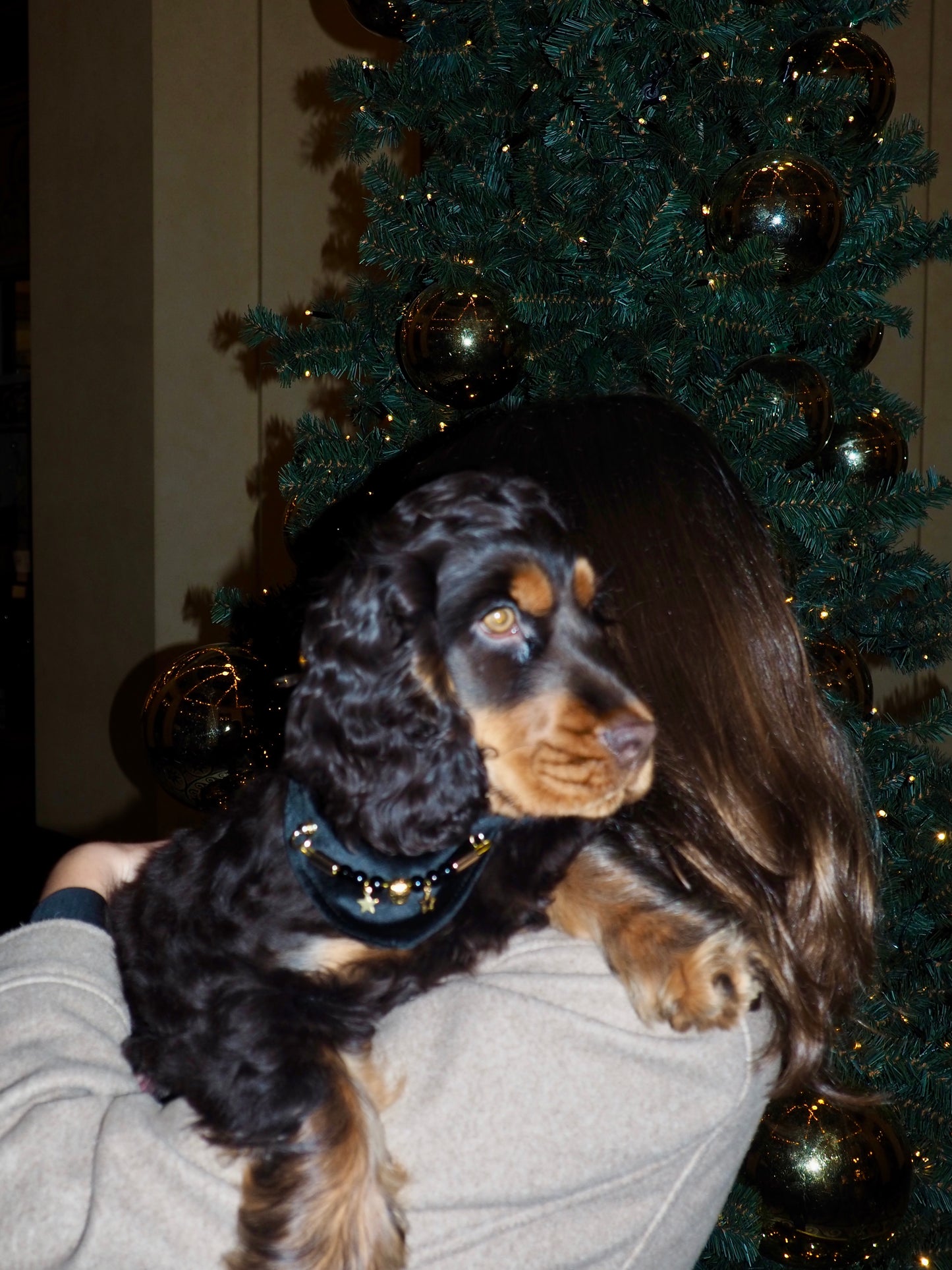 Bandana-Collier Velours Noir Impérial